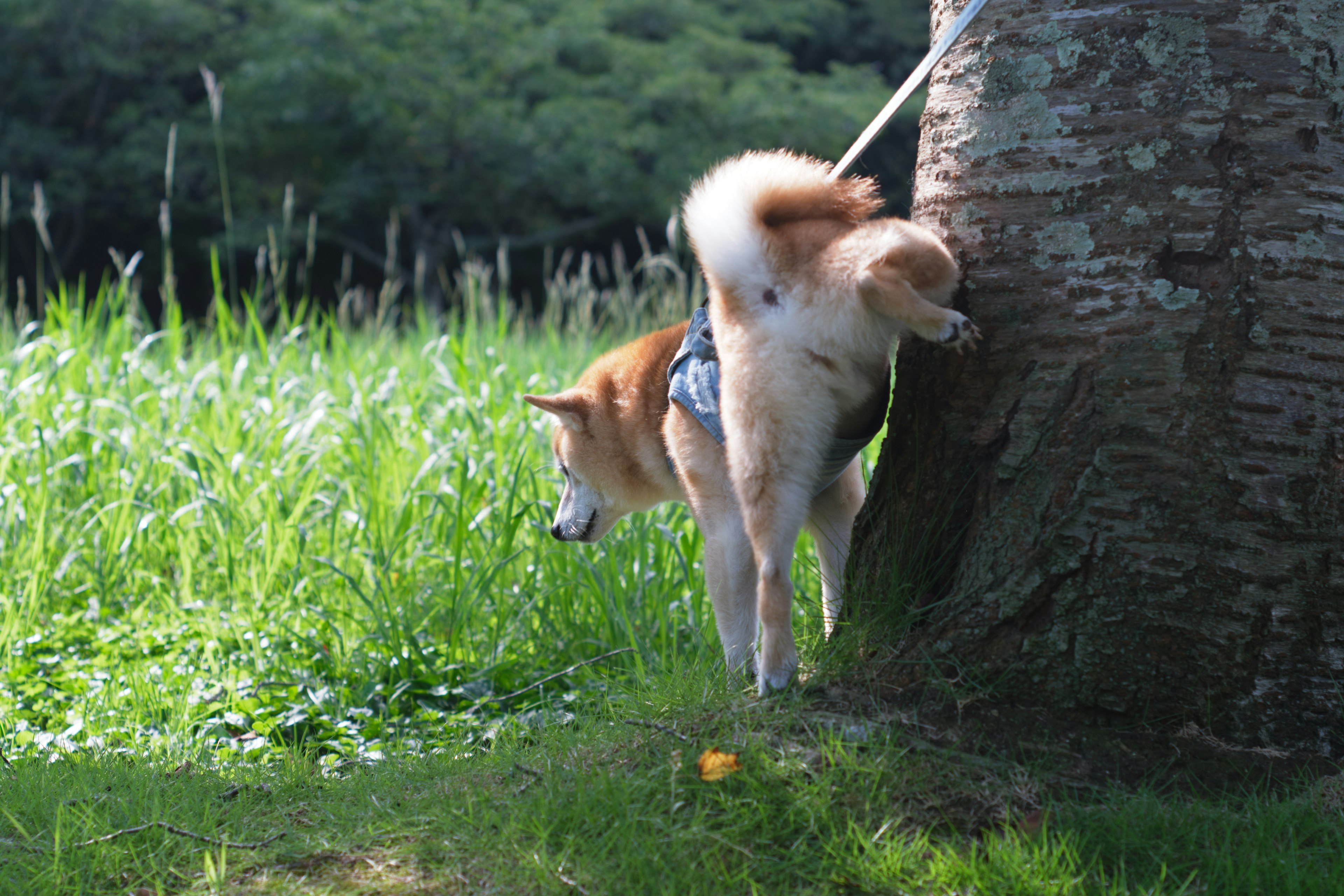 Shiba Inu urinating beside a tree