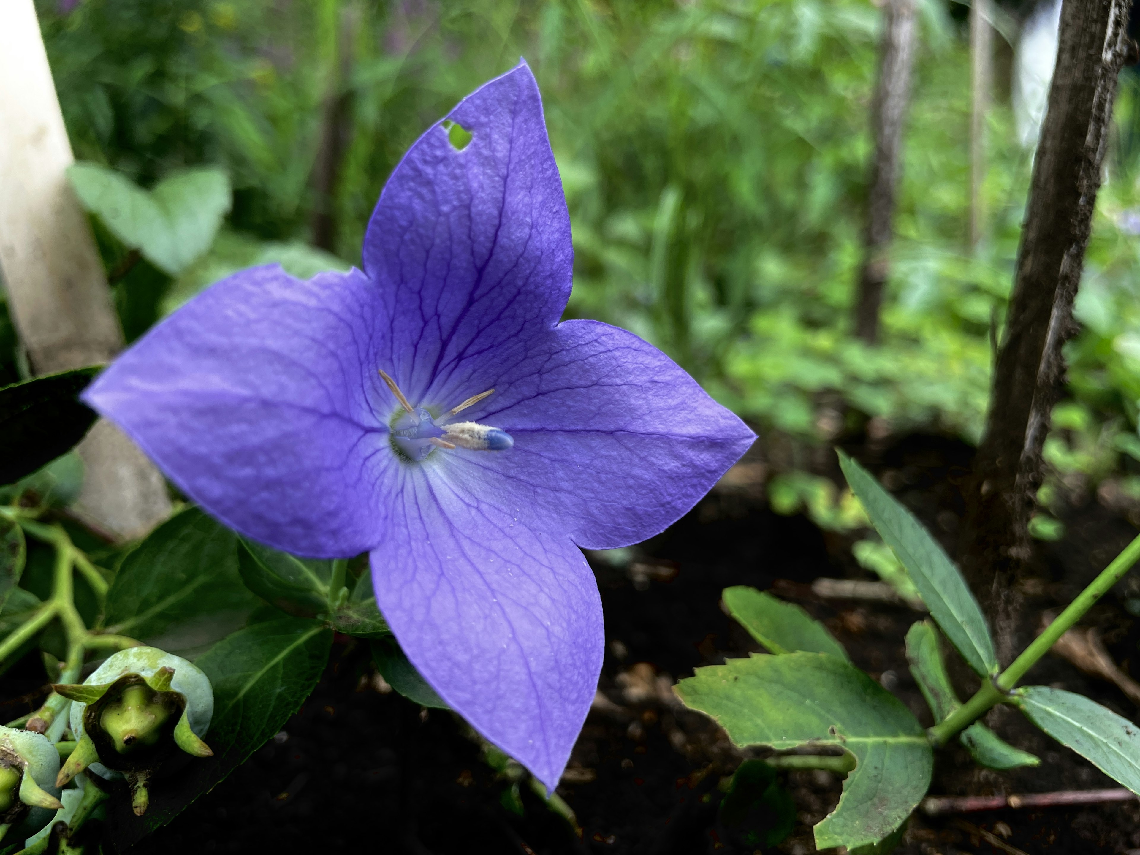 Fiore a forma di stella viola che fiorisce su uno sfondo verde