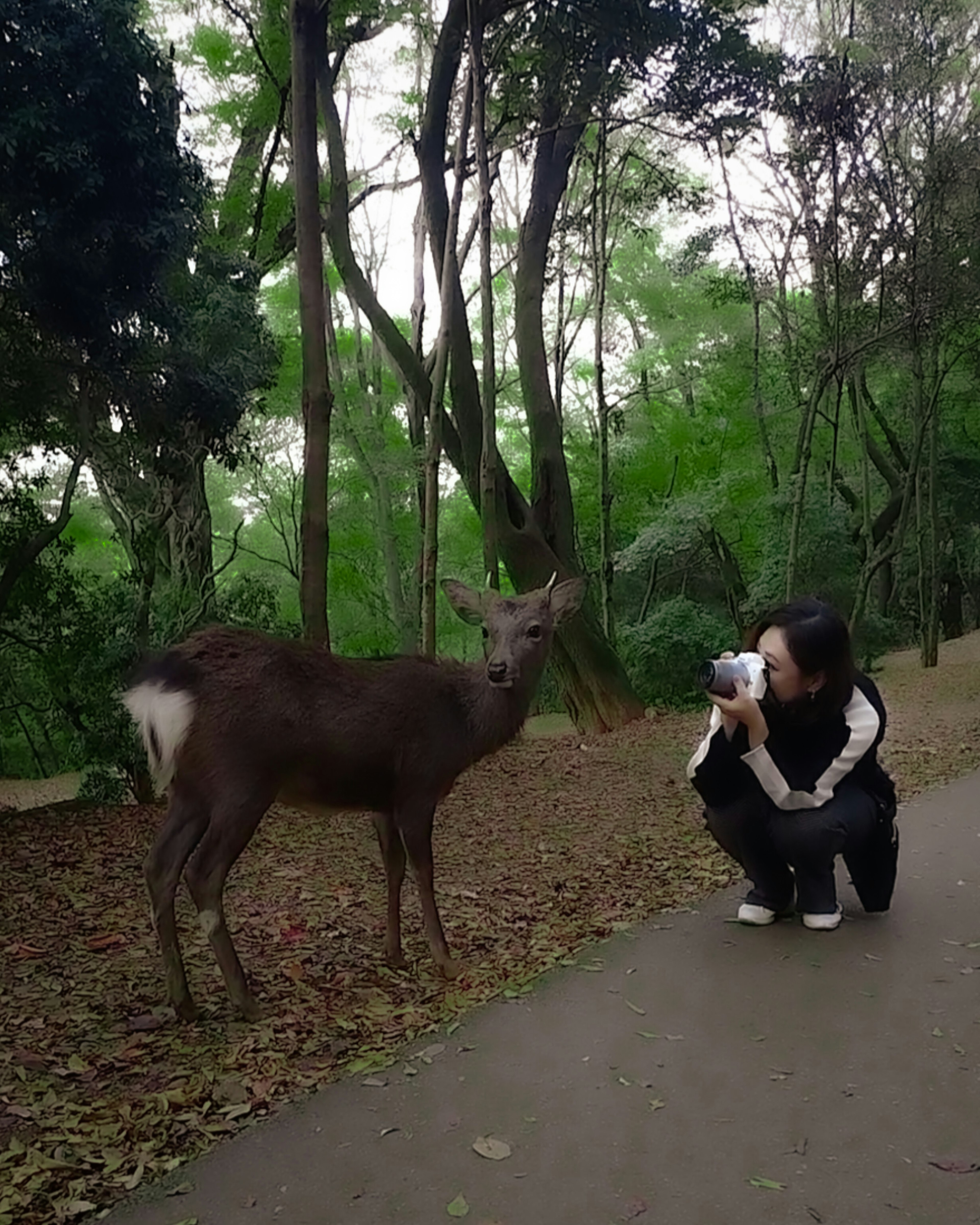 A woman with a camera kneeling near a deer in a forest setting