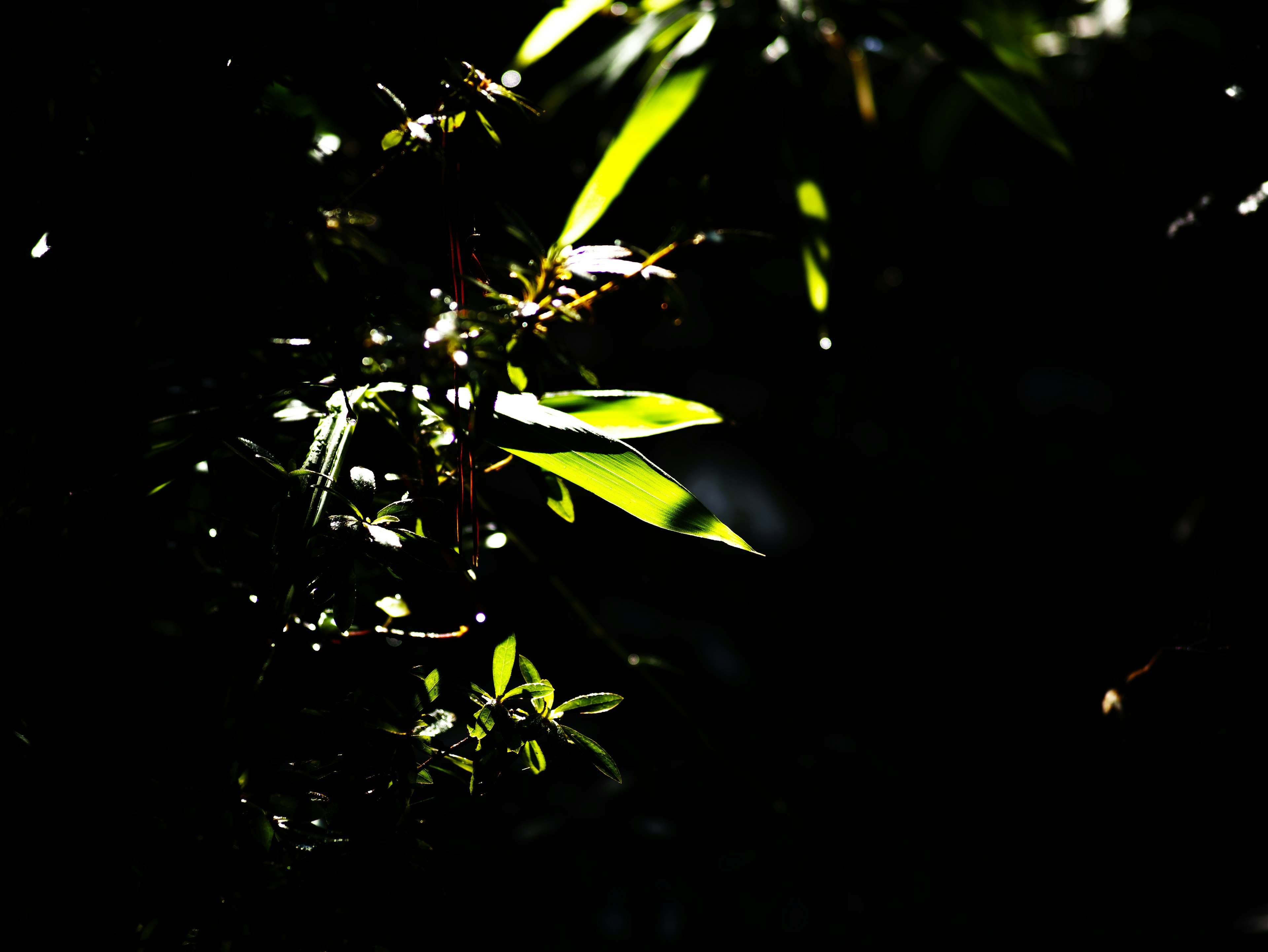 Belleza natural con hojas verdes sobre un fondo oscuro