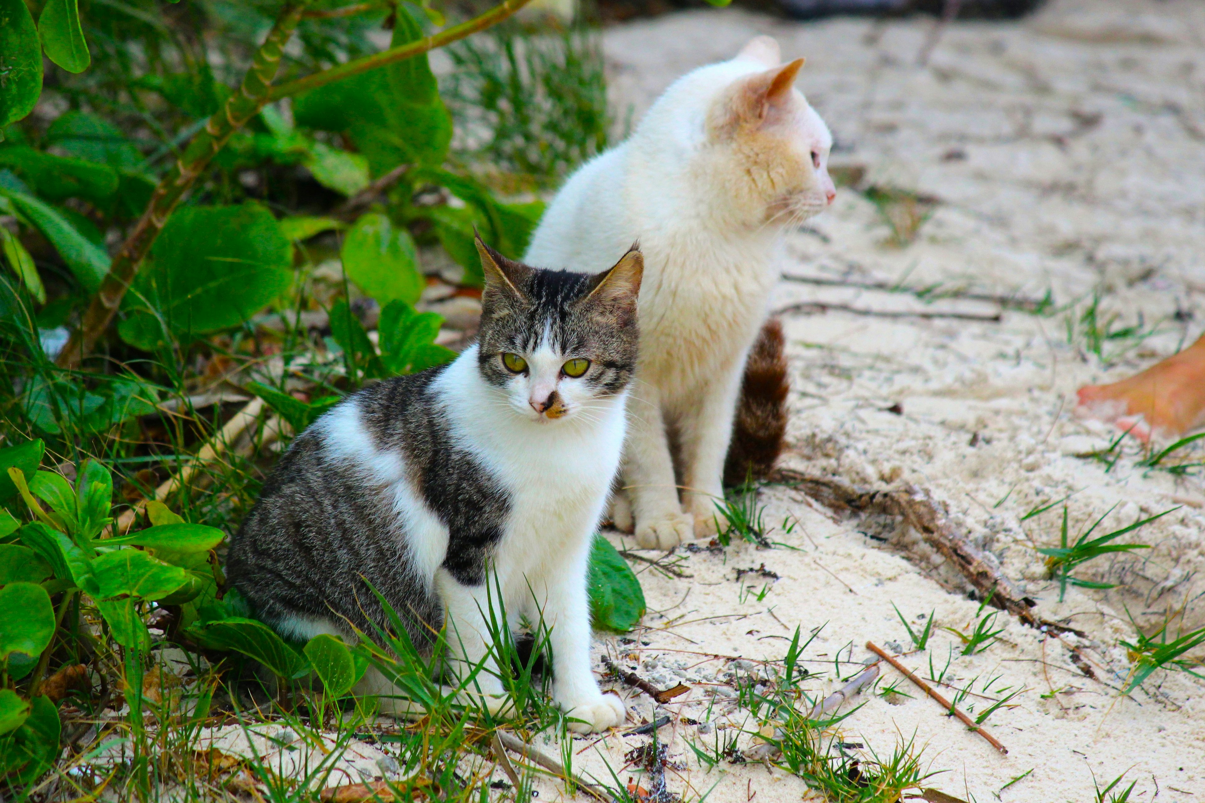 Dua kucing duduk di tanah berpasir dikelilingi oleh dedaunan hijau