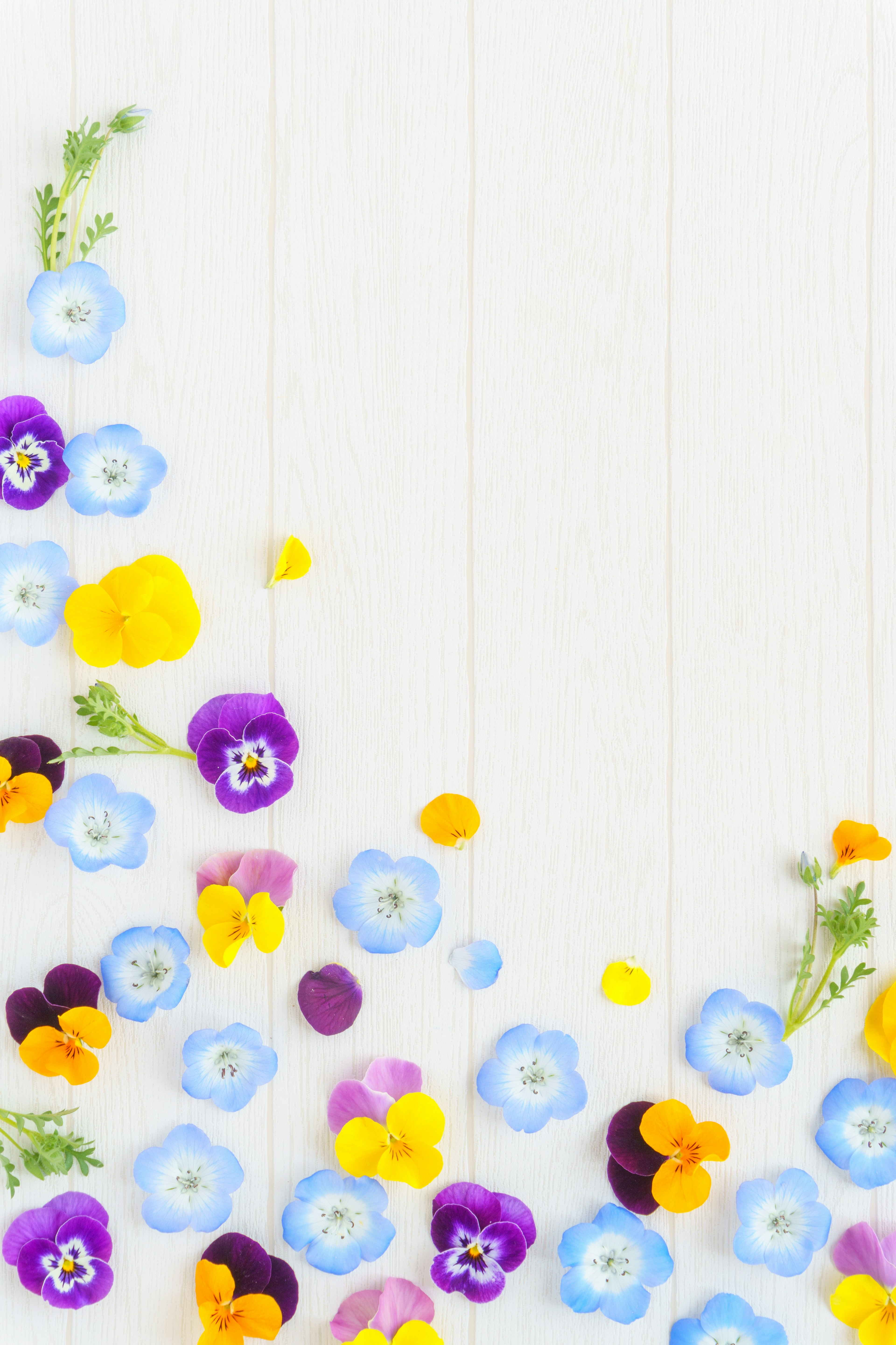 Beau design avec des fleurs bleues et violettes dispersées sur un fond blanc