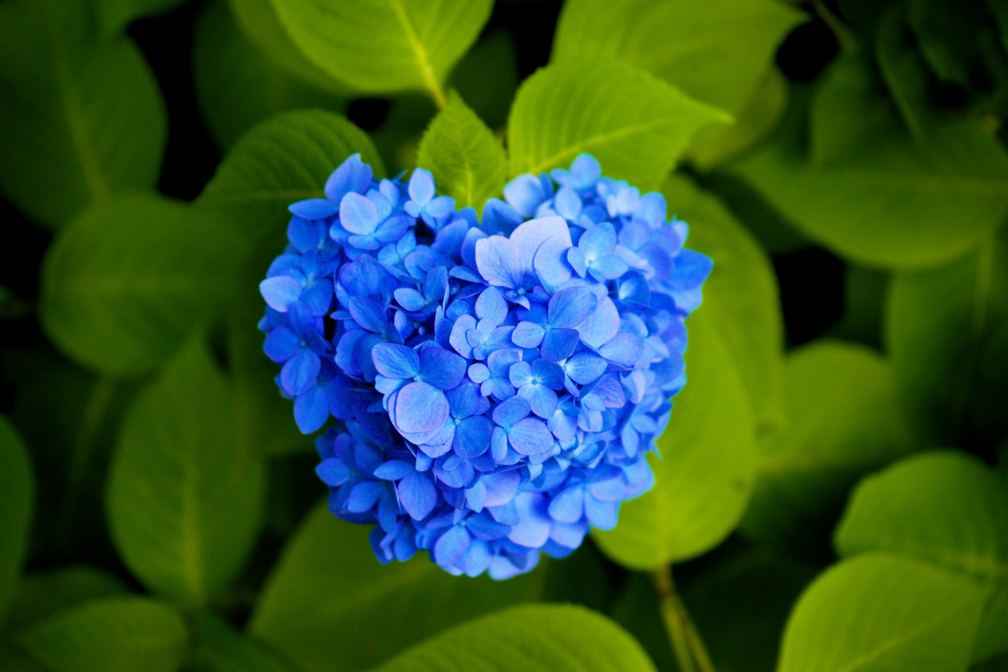 Bunga berbentuk hati biru dengan daun hijau