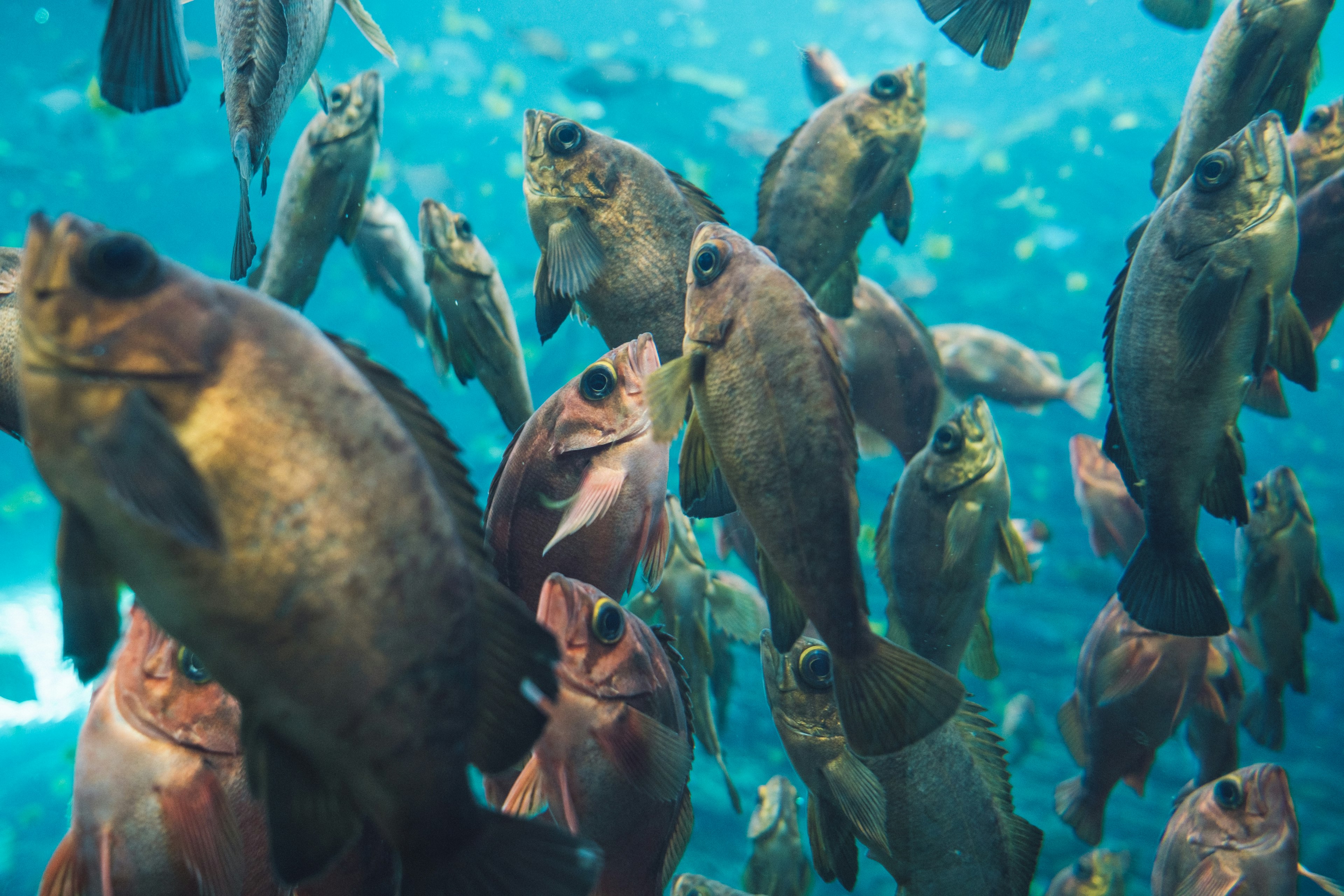 Un banco de peces nadando en agua azul clara