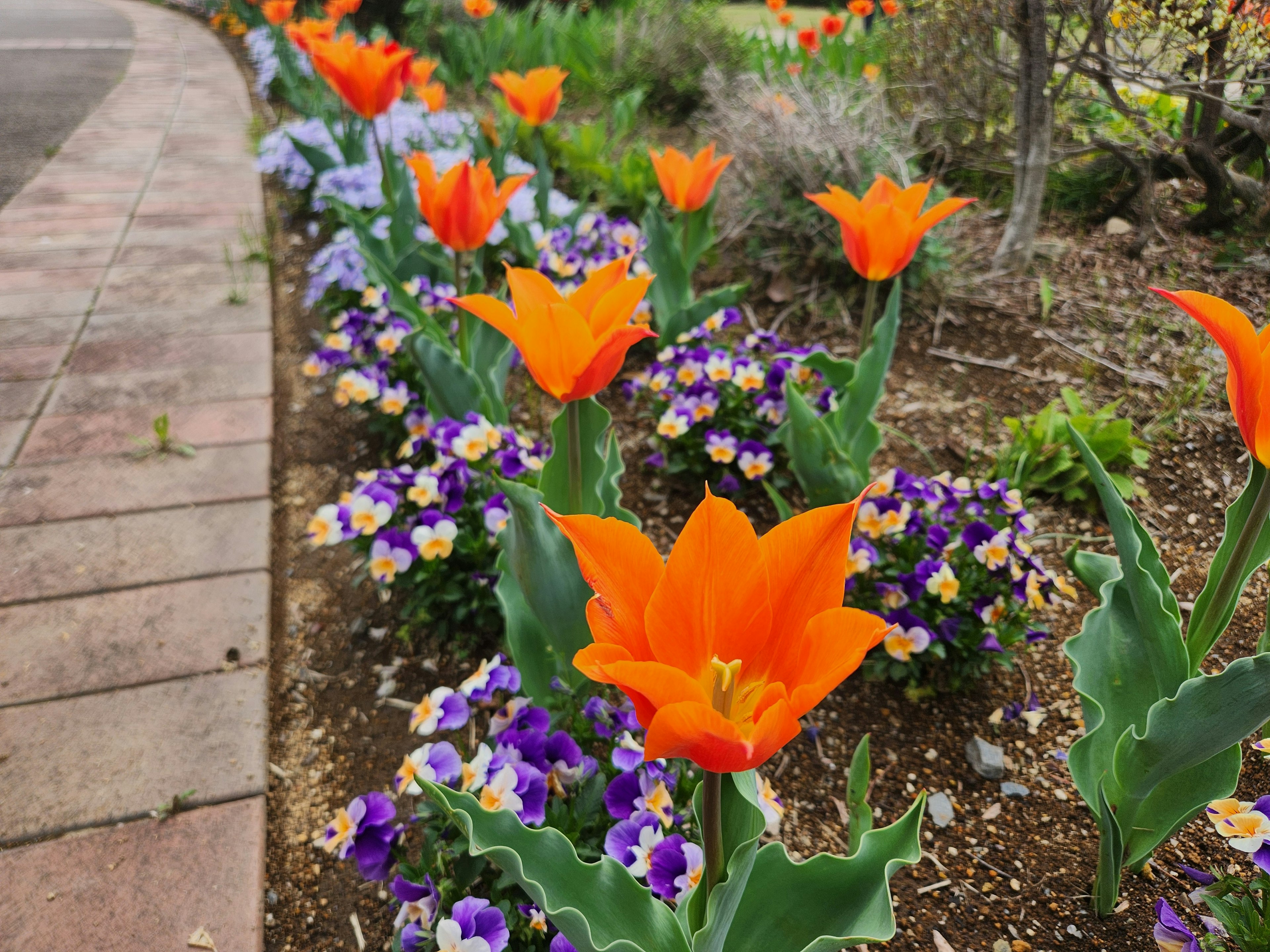 Ein Blumenbeet mit lebhaften orangefarbenen Tulpen und lila Stiefmütterchen