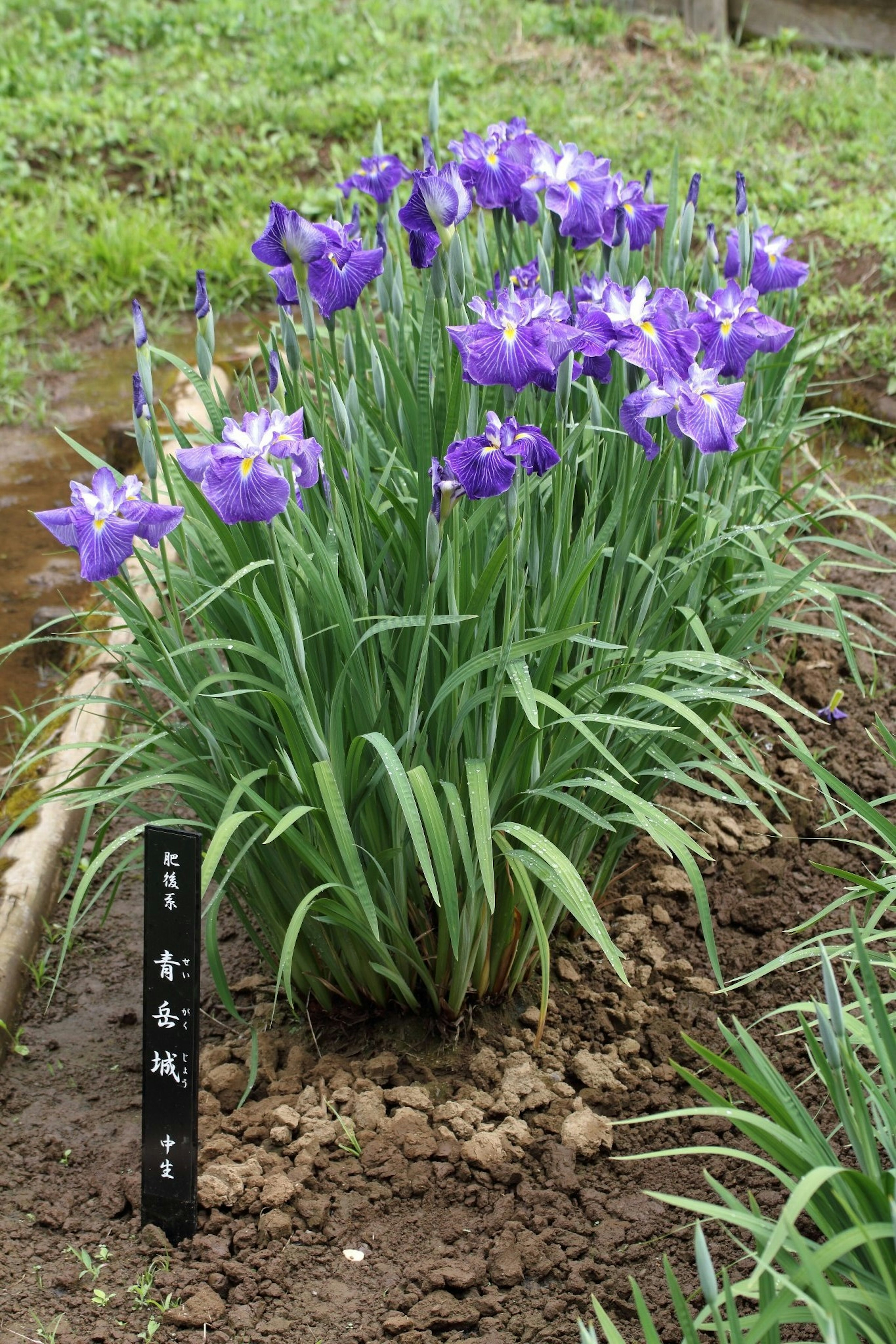 Groupe de fleurs d'iris violettes avec une étiquette noire