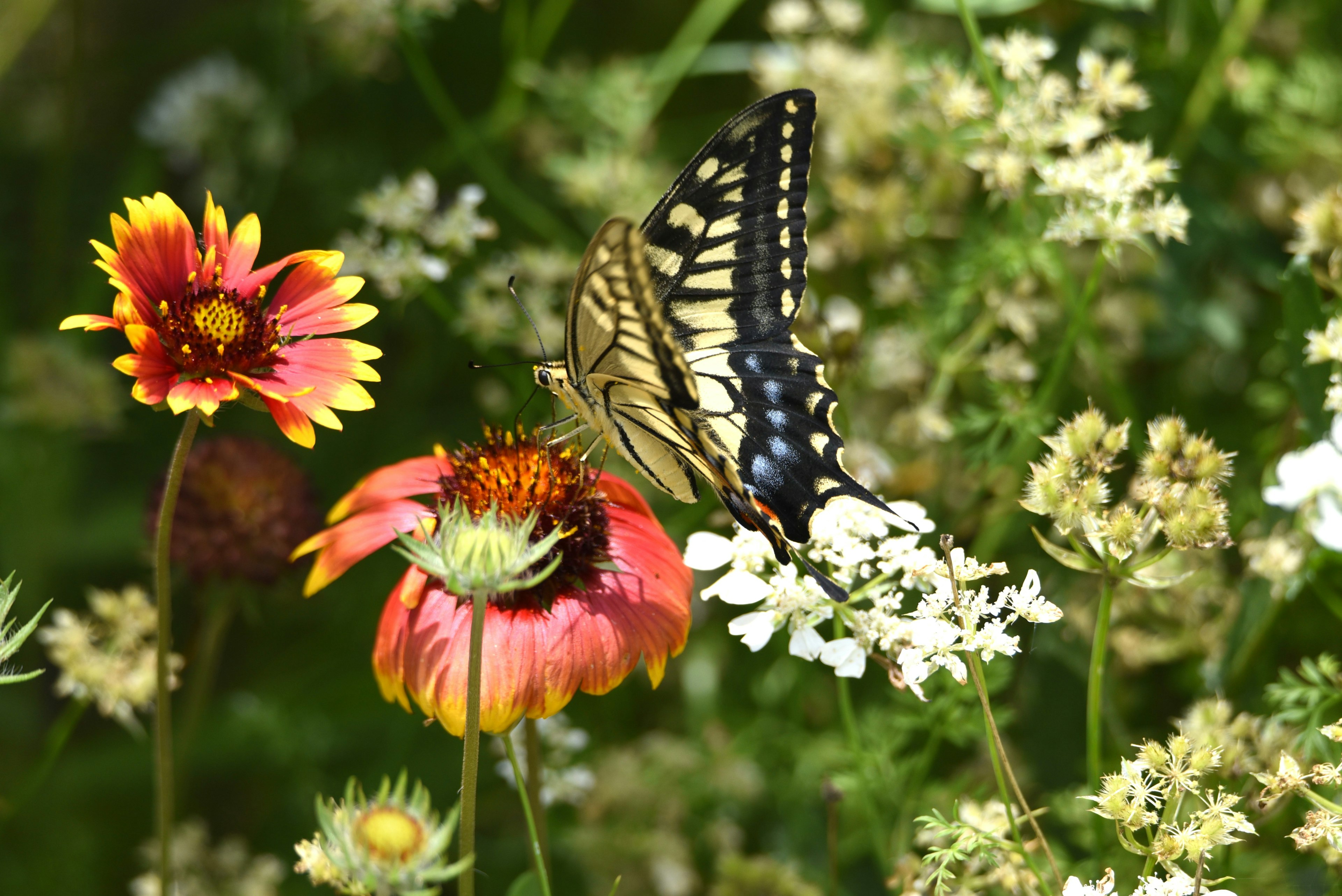 Ein Schmetterling, der auf lebhaften Blumen in einem Garten ruht