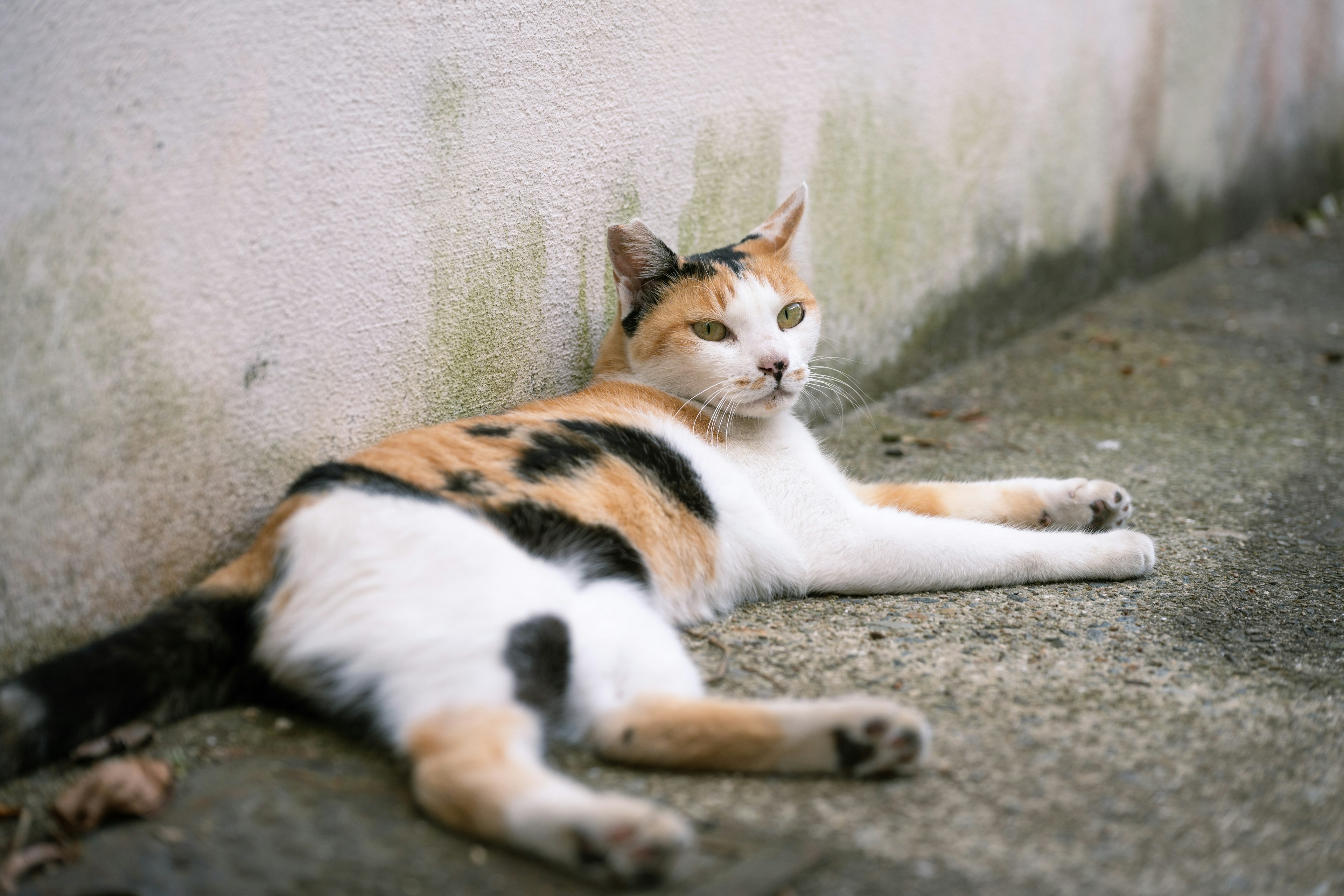 Un chat calico allongé à côté d'un mur avec une expression détendue