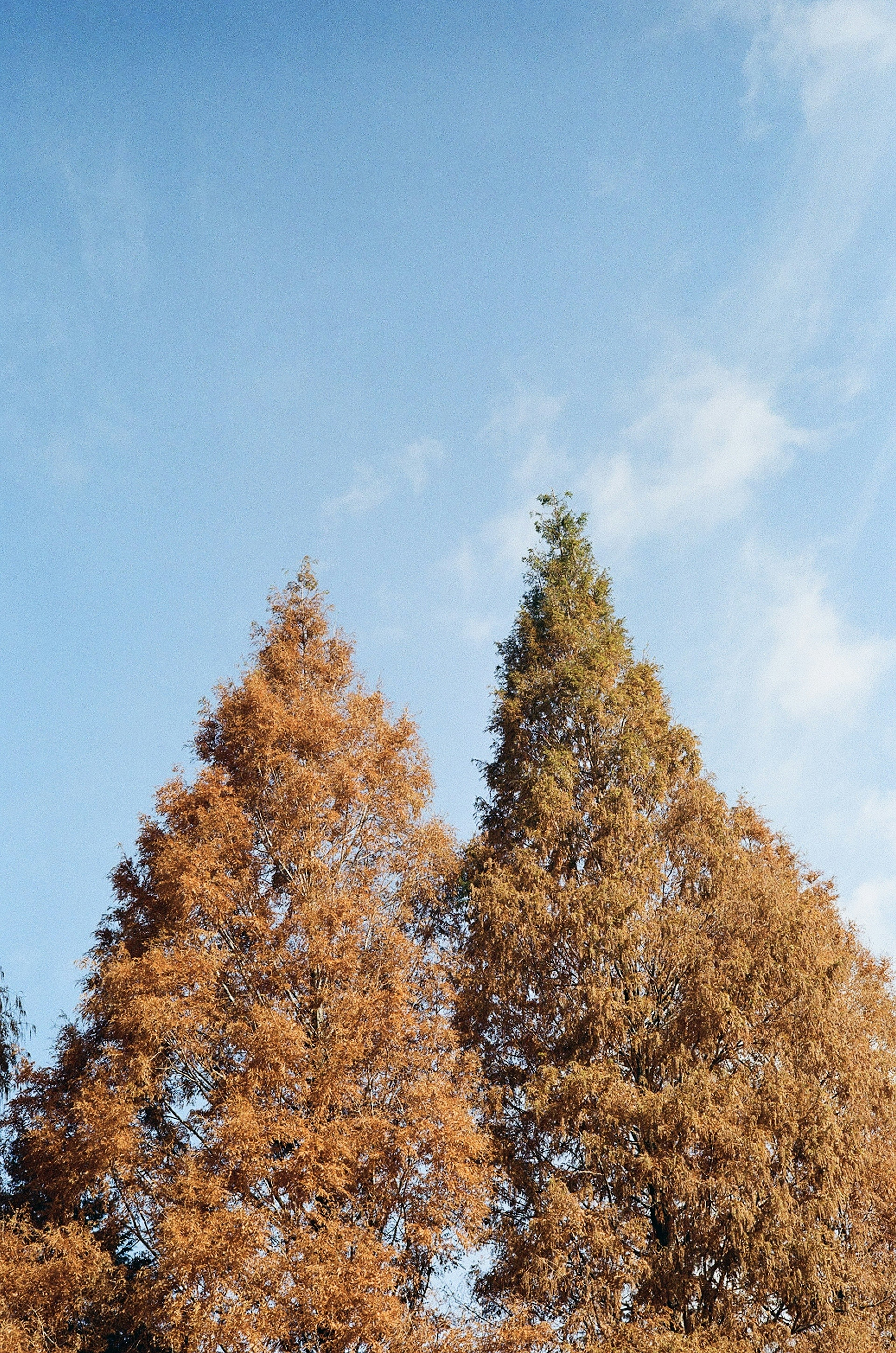 Árboles con hojas naranjas y un árbol verde contra un cielo azul