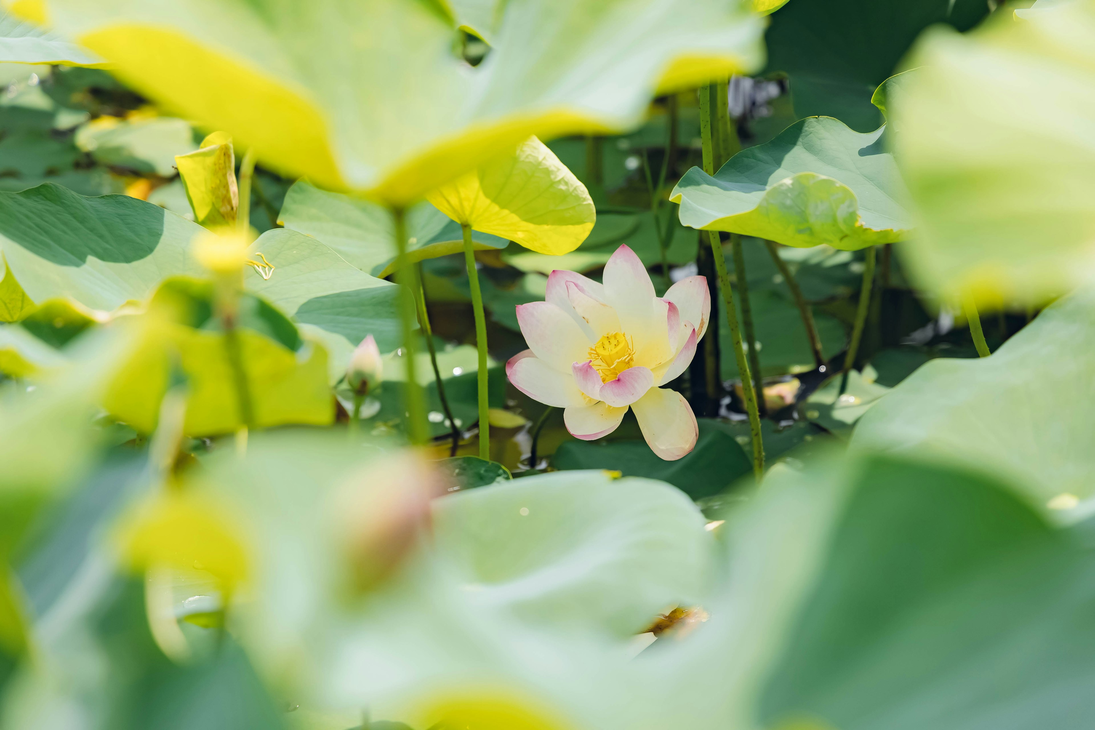 A beautiful lotus flower peeking through green leaves