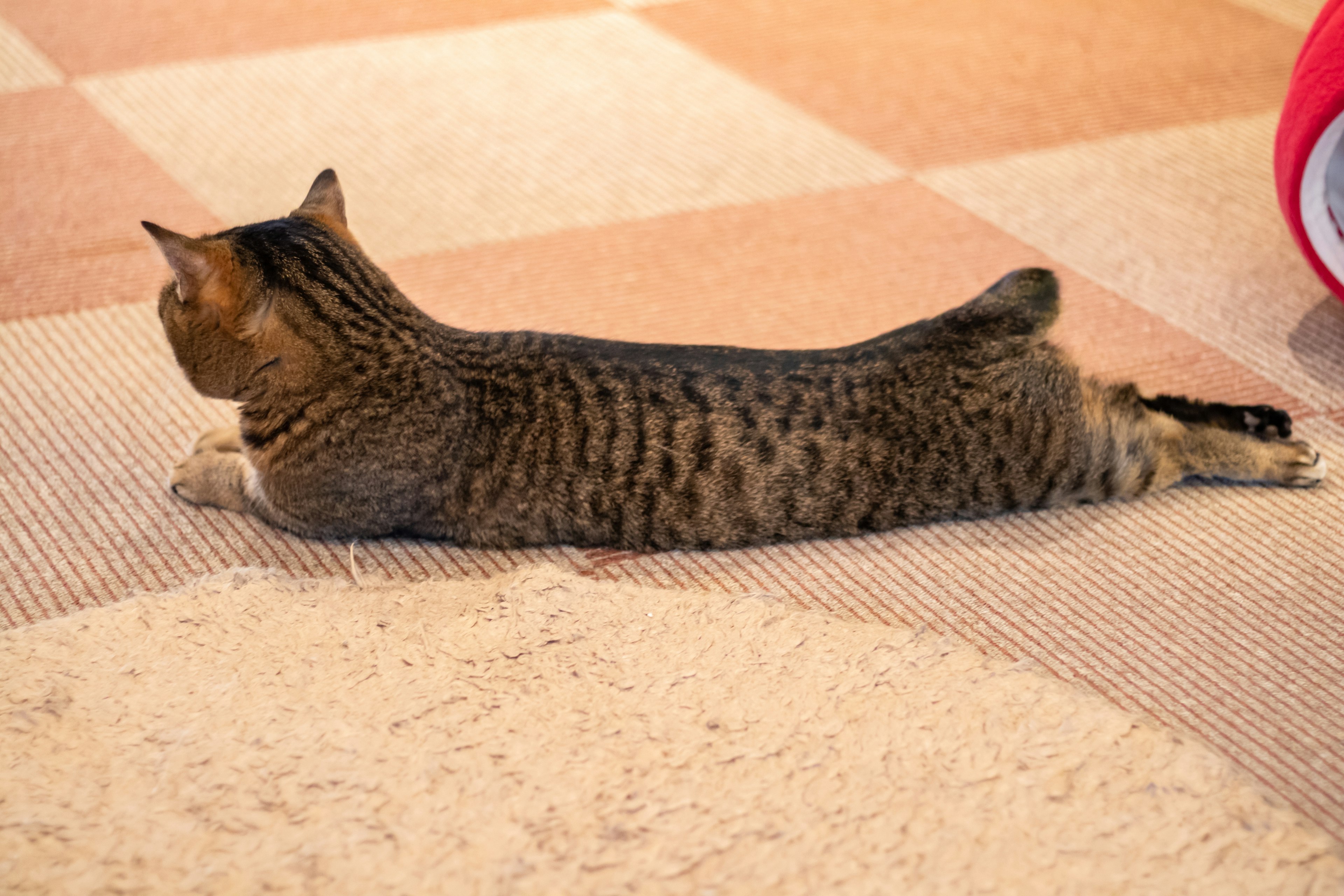 伸びているトラ模様の猫がカーペットの上に横たわっている