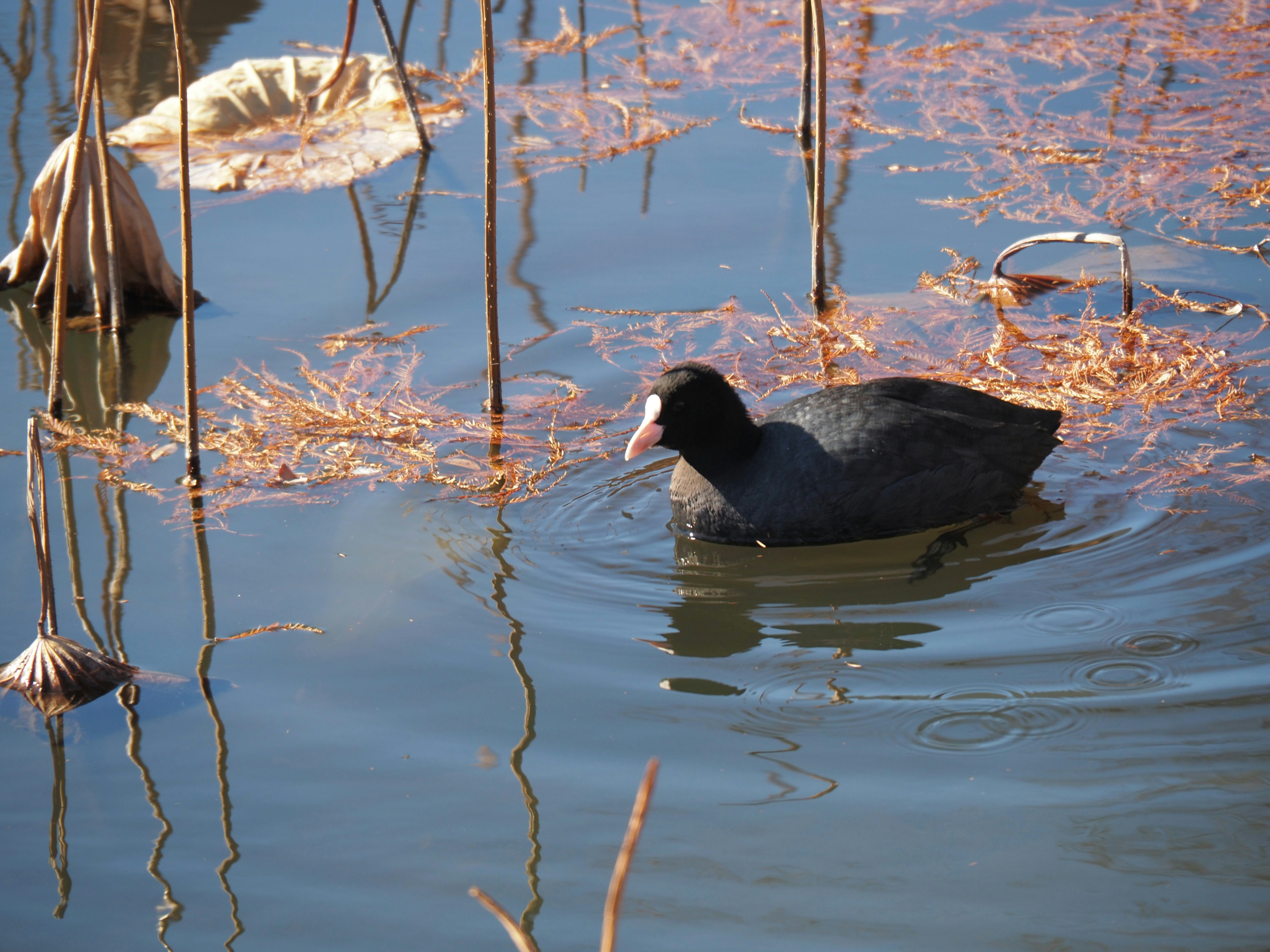 Pato de agua nadando rodeado de plantas secas