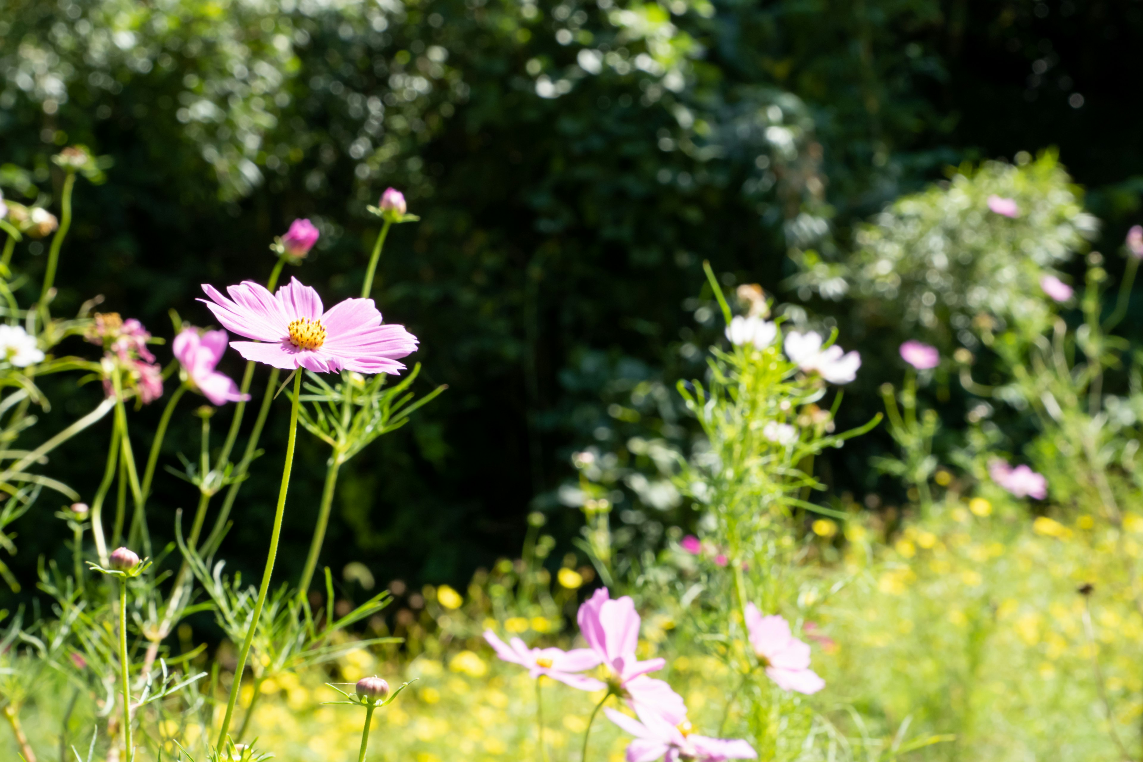 Flores de cosmos rosas en un paisaje verde lleno de flores coloridas