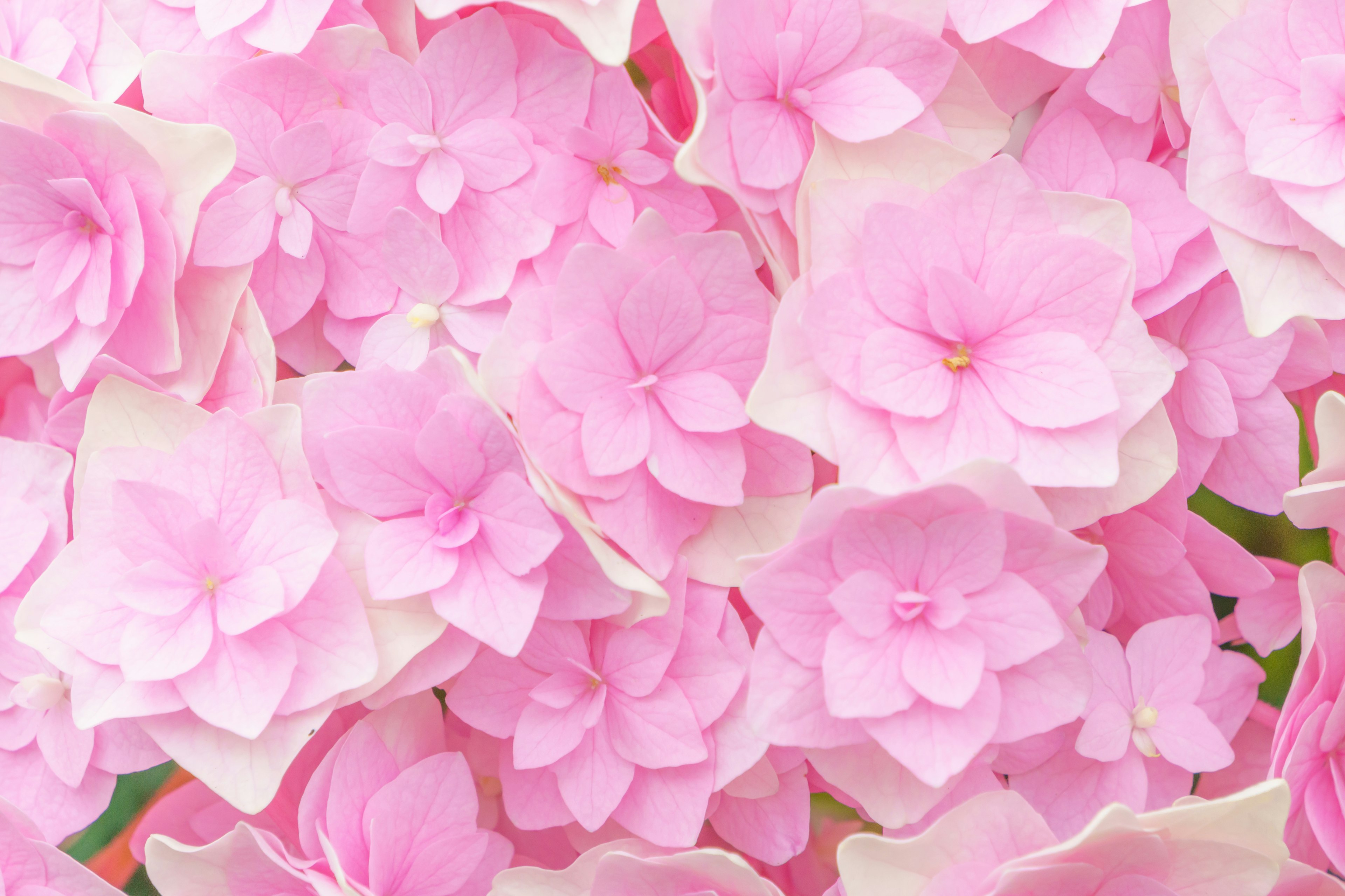 Un hermoso arreglo de flores rosas suaves agrupadas densamente