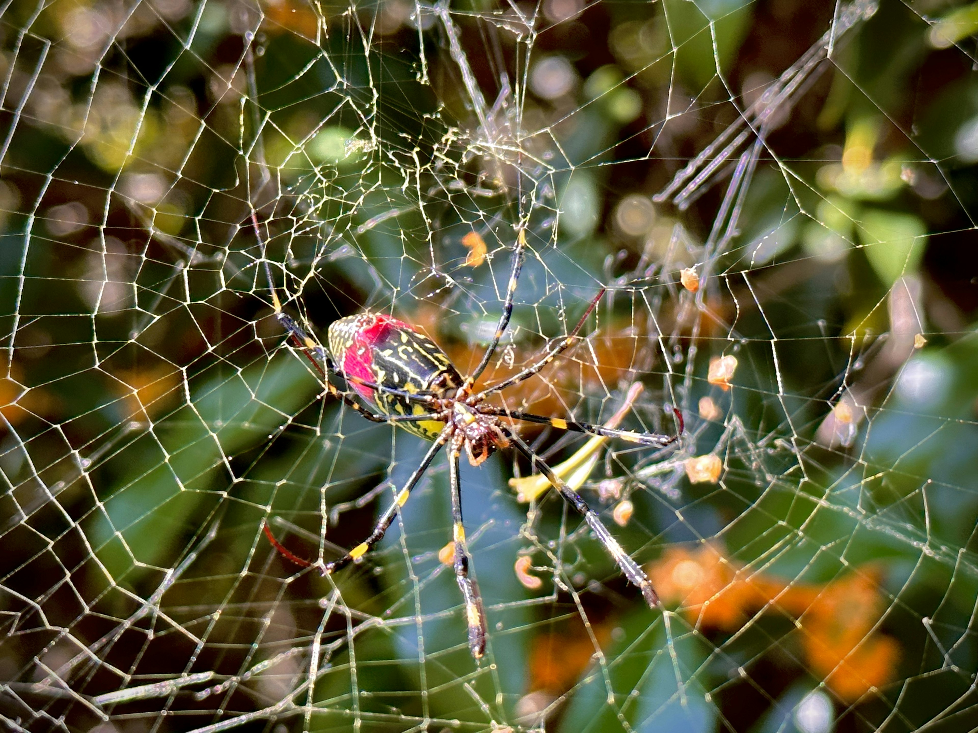 Araignée colorée dans une toile magnifique