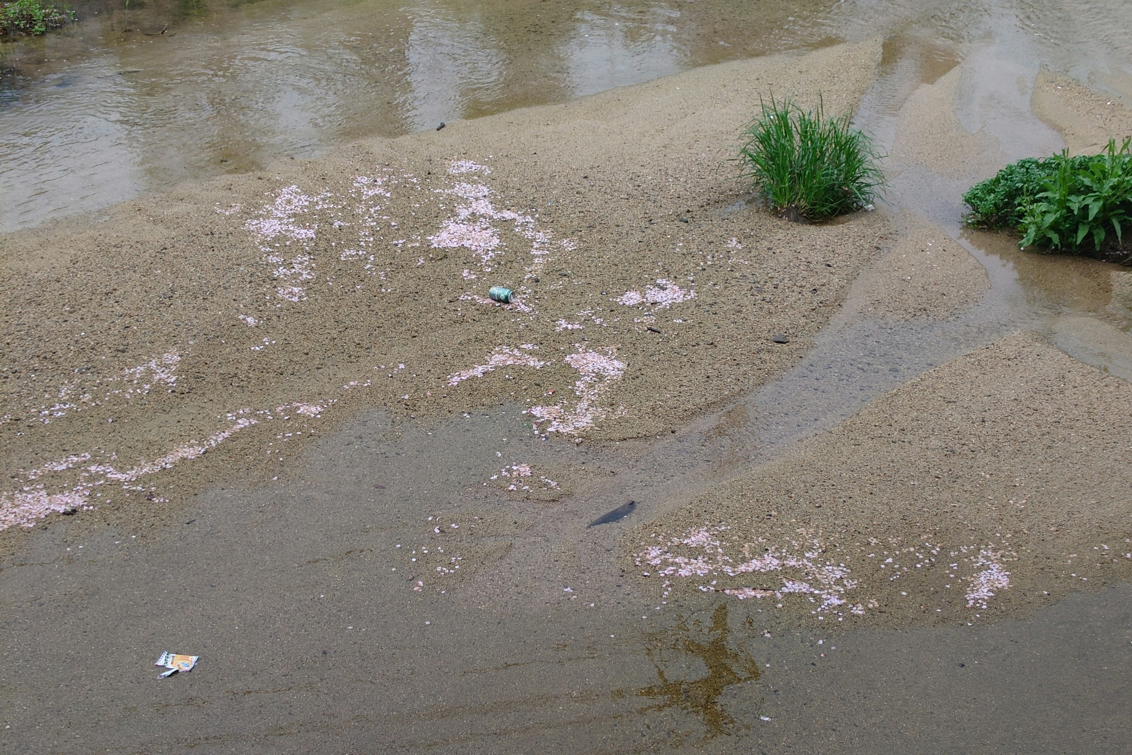 水域に広がる砂と植物の風景に白い泡のような物体が見える