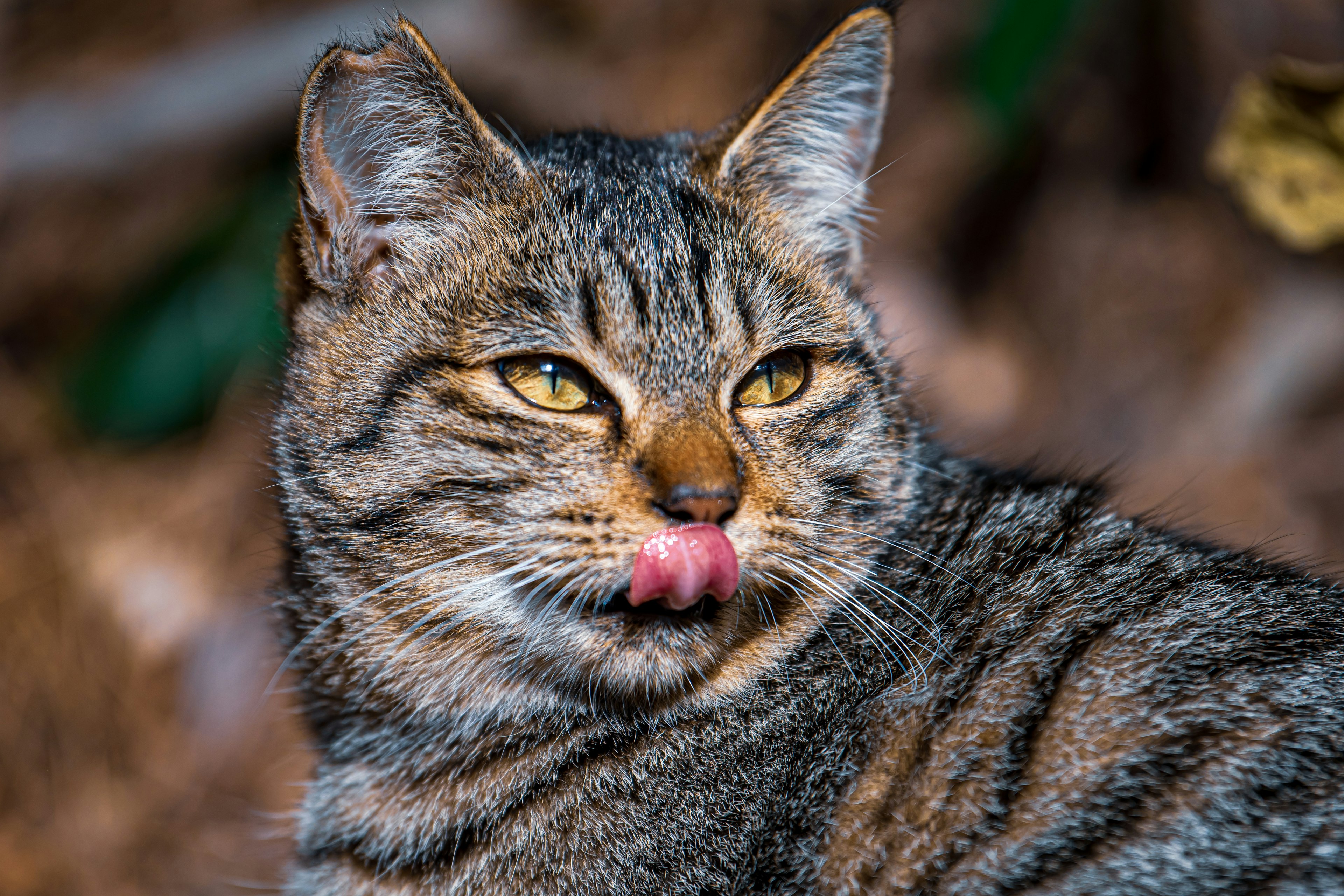 Close-up of a wild cat licking its lips