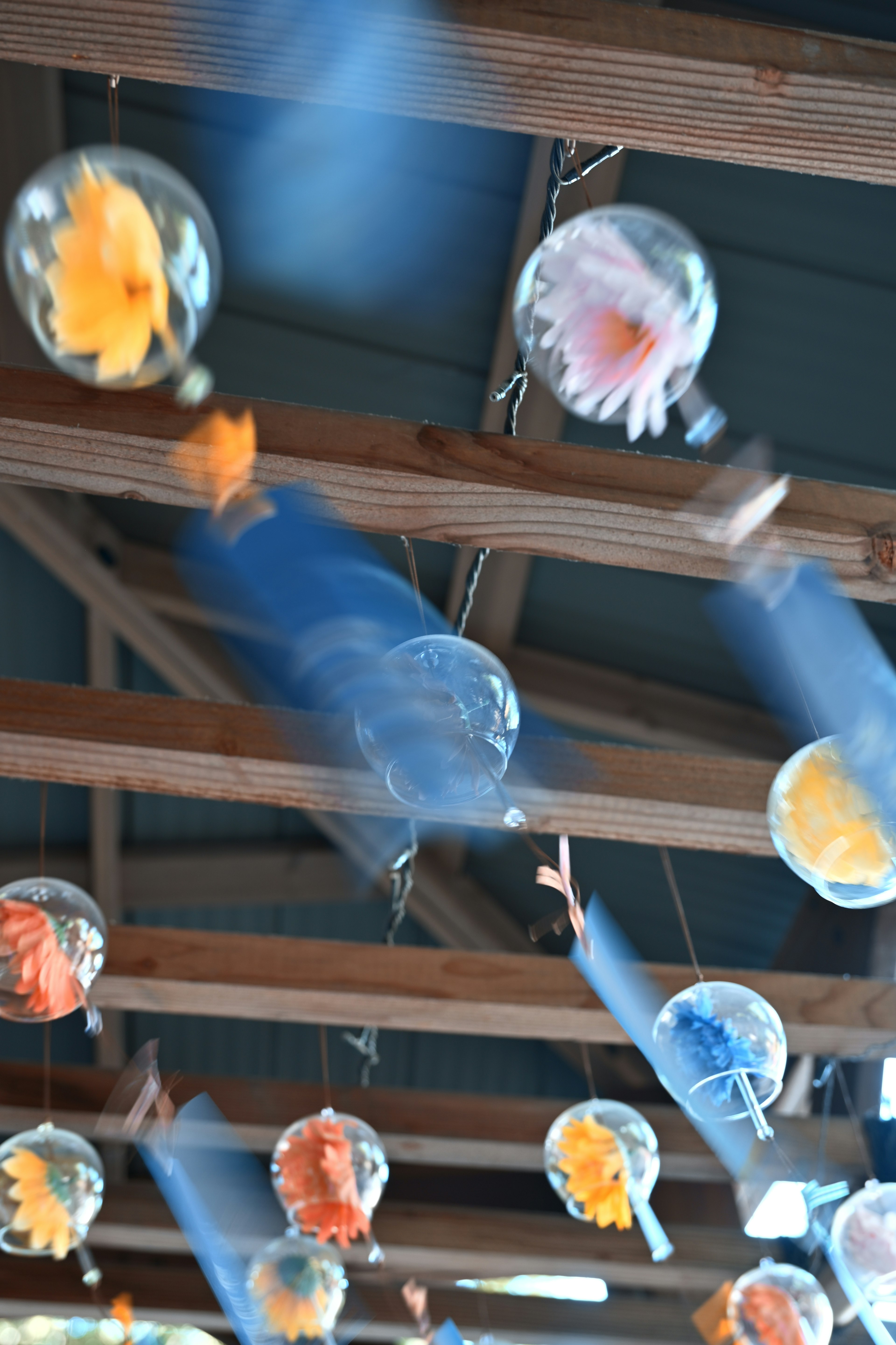 Colorful flowers in transparent balls hanging from the ceiling