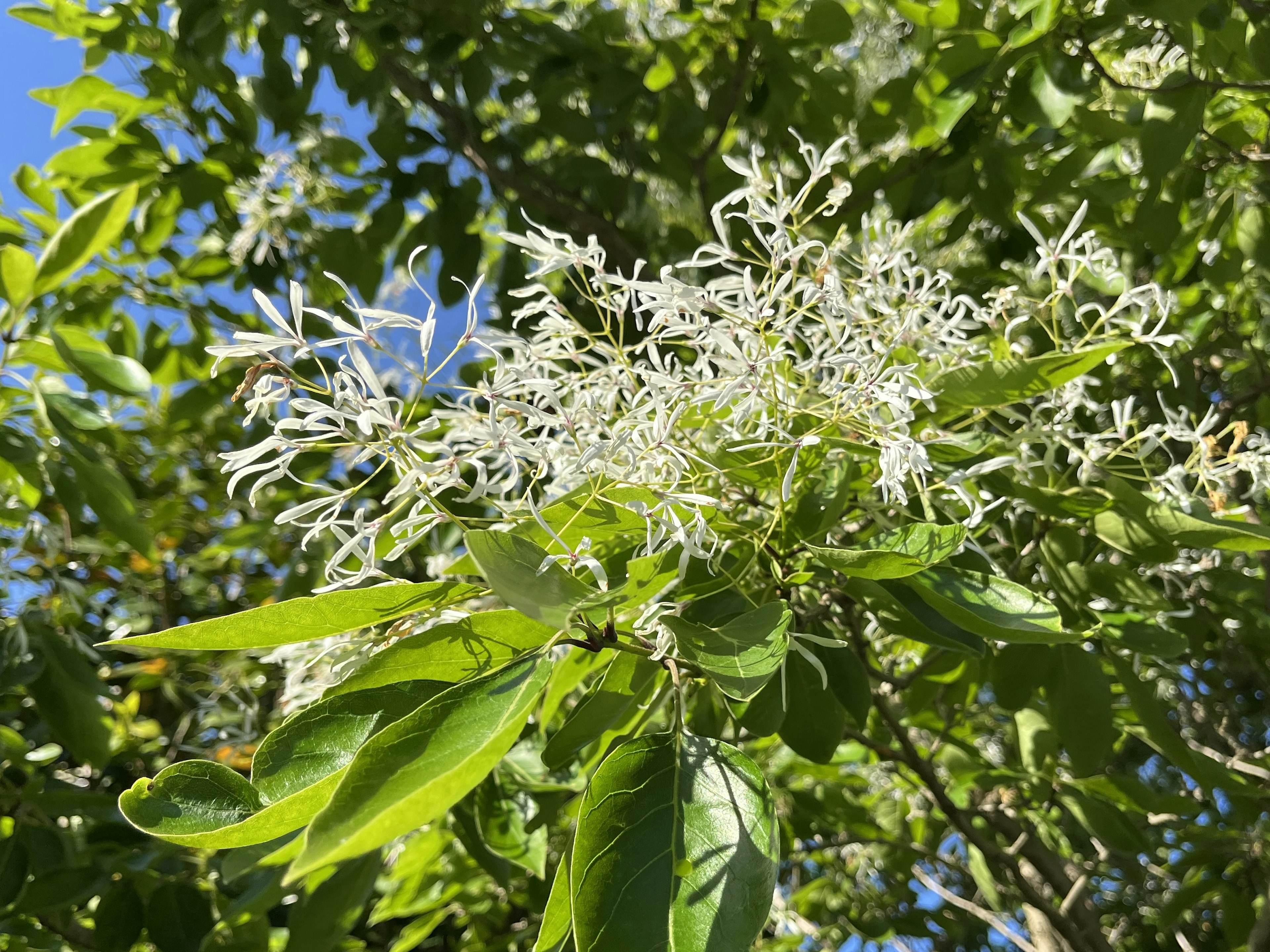 Branch with white flowers and green leaves