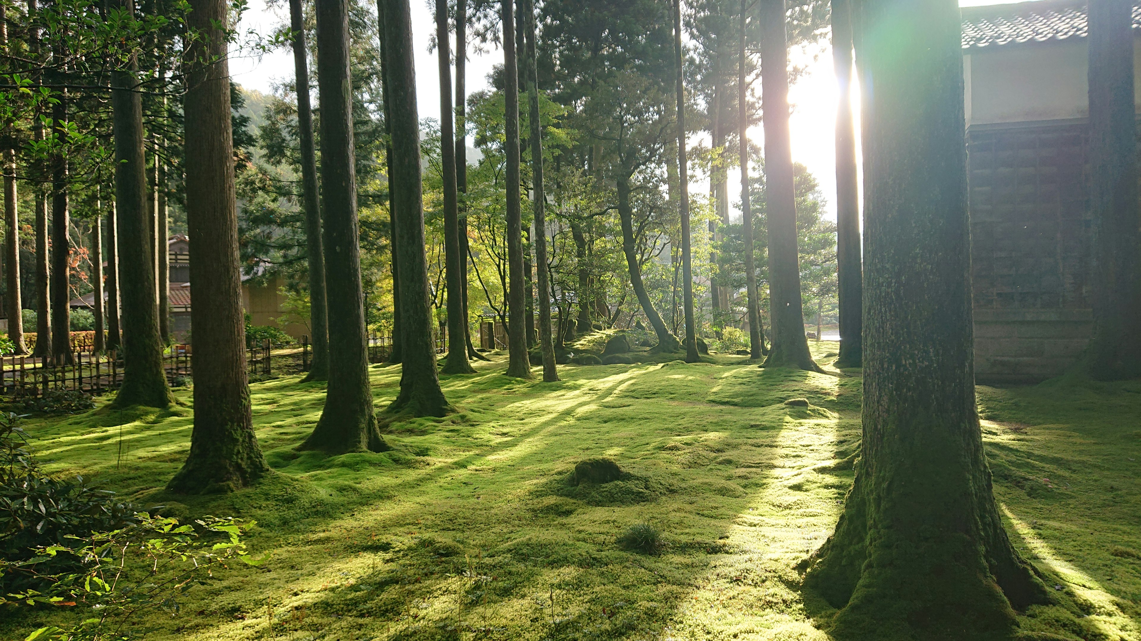 Une scène forestière sereine avec de grands arbres et un tapis de mousse verte luxuriante