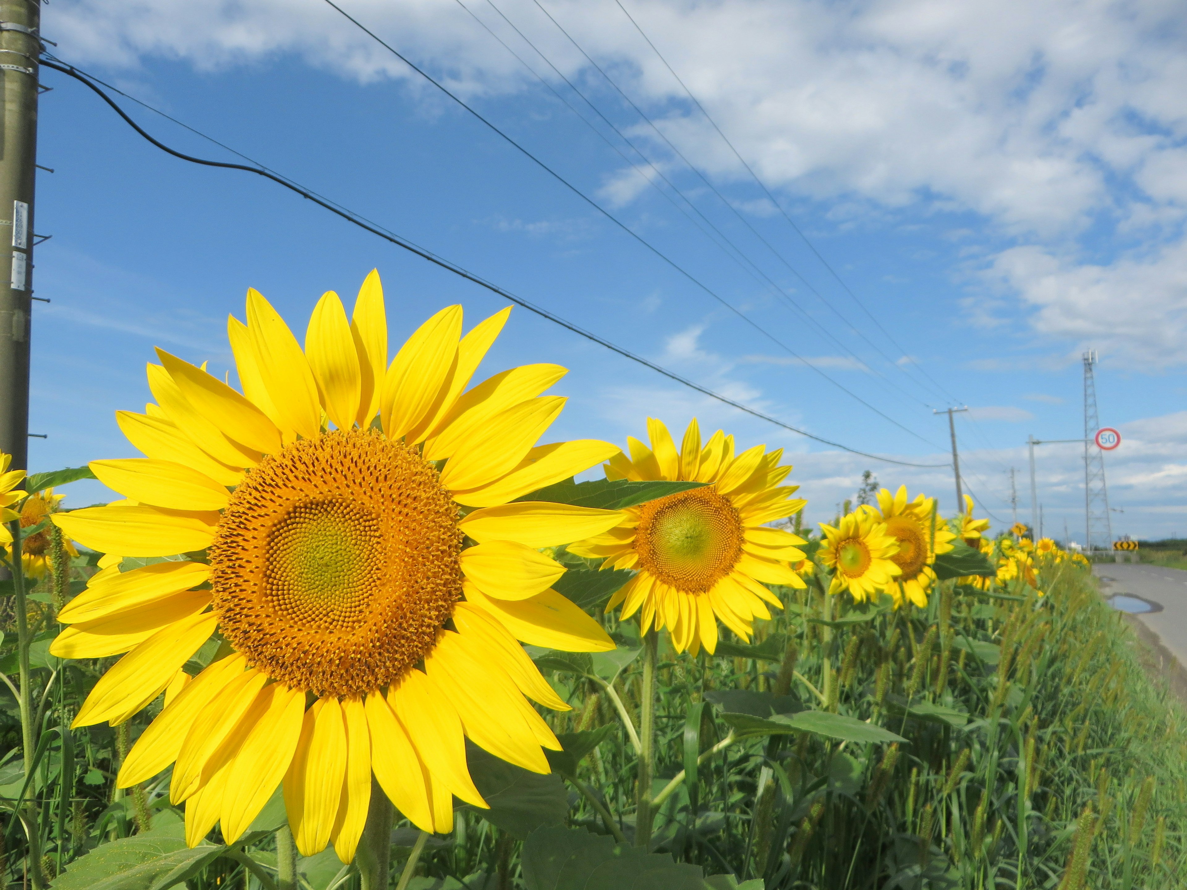 Un campo de girasoles bajo un cielo azul