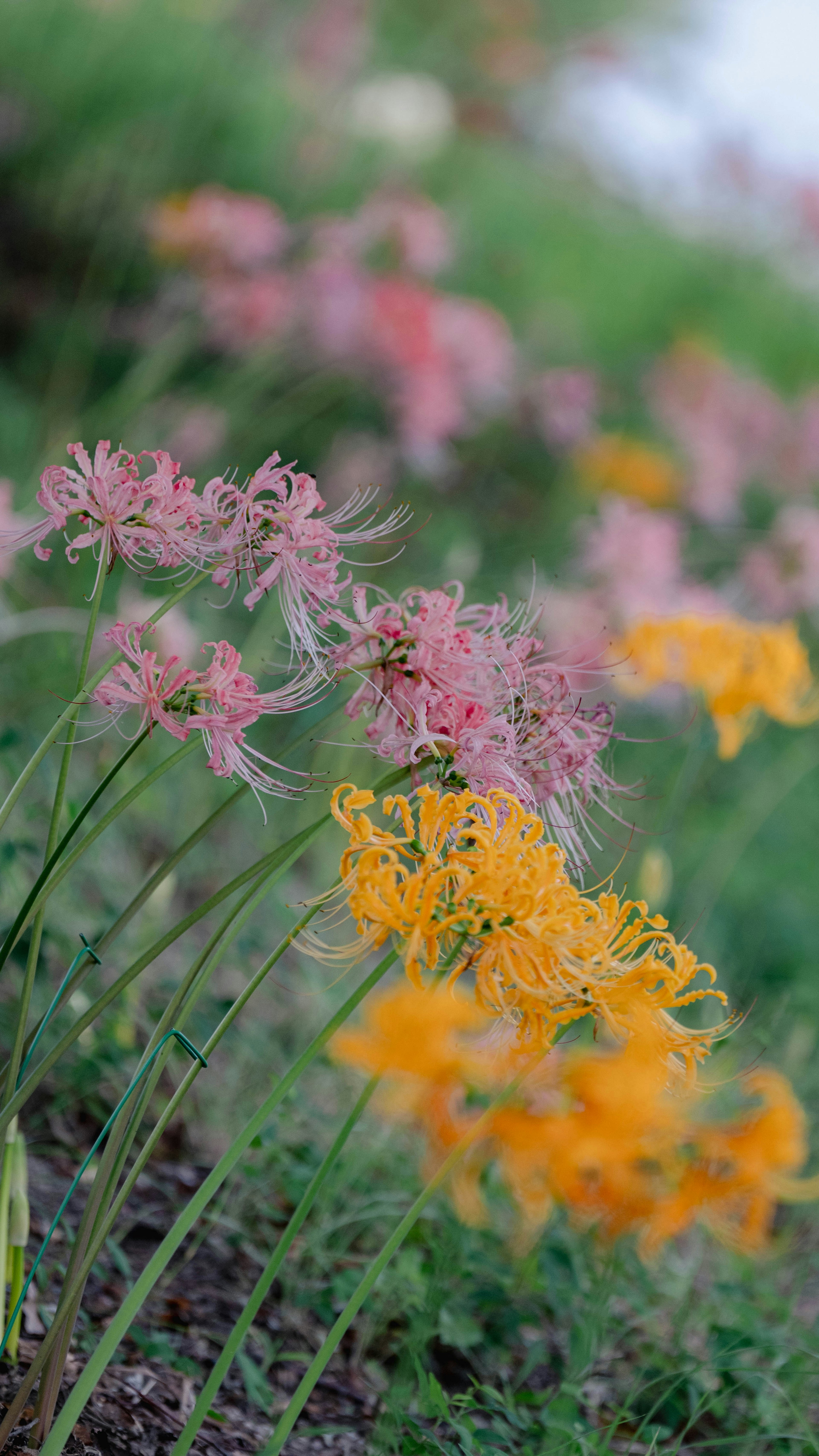 Colorful cluster of spider lilies blooming in a garden