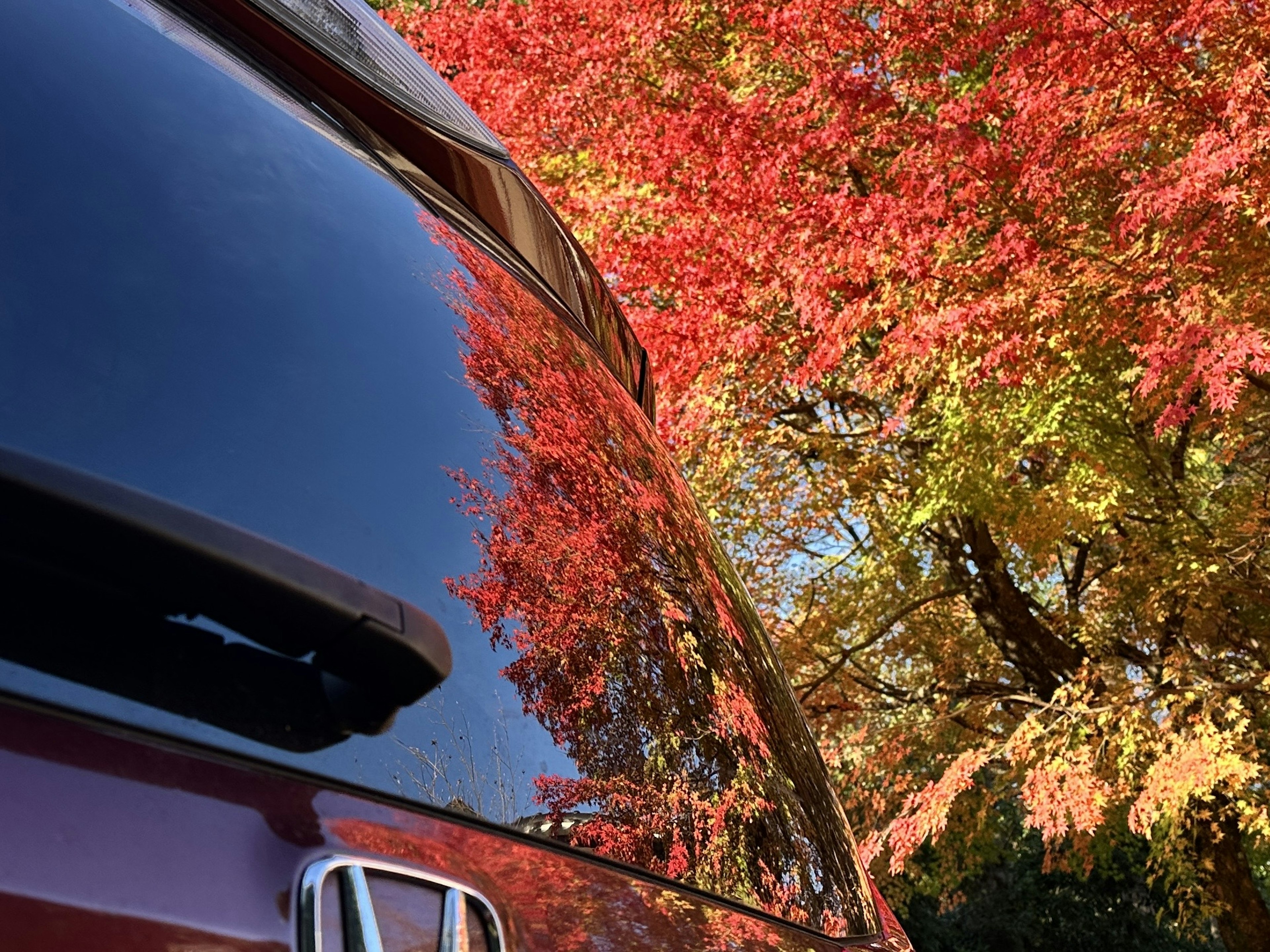 赤とオレンジの紅葉が映る黒い車の側面