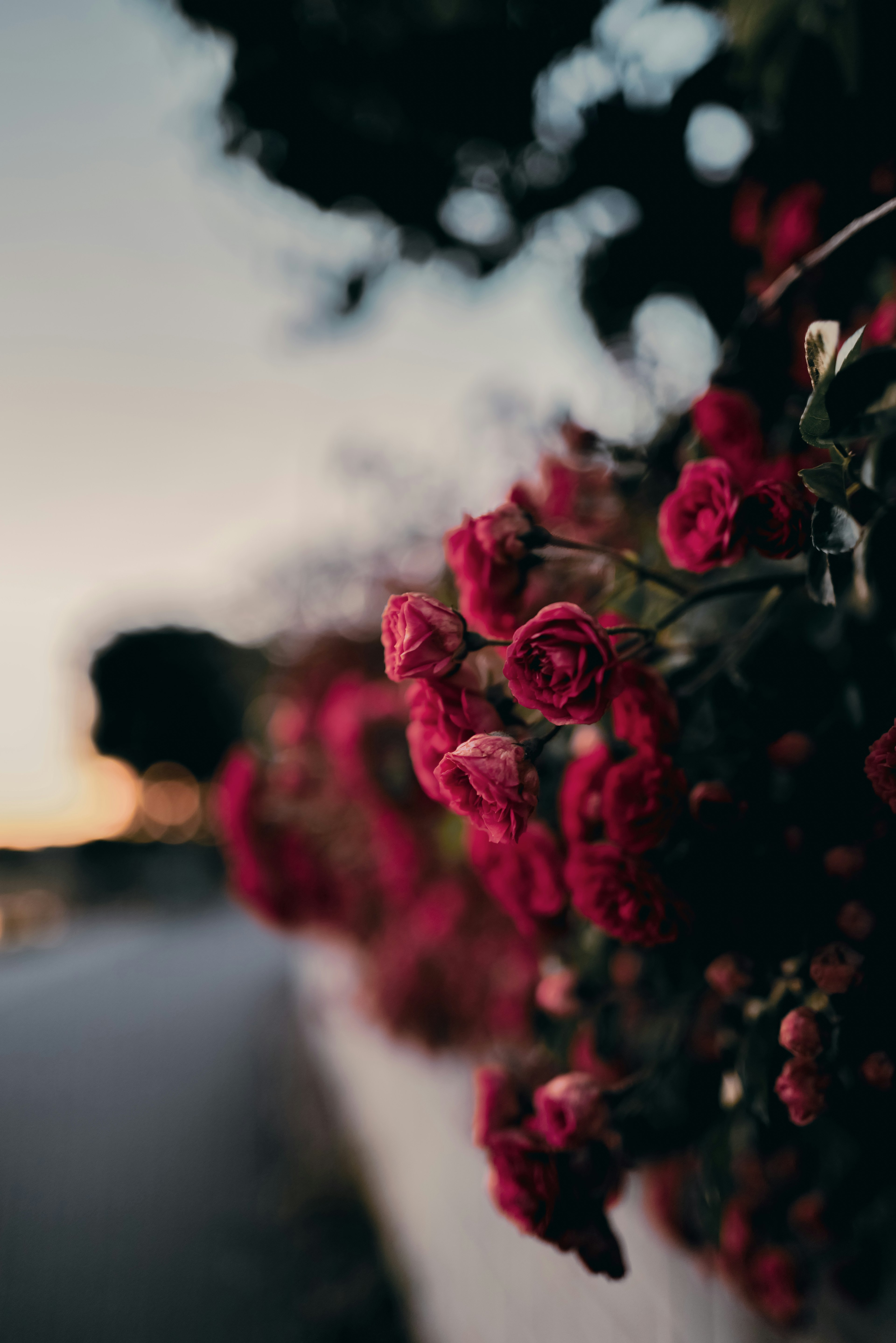 Primer plano de rosas rojas vibrantes en un jardín durante el atardecer