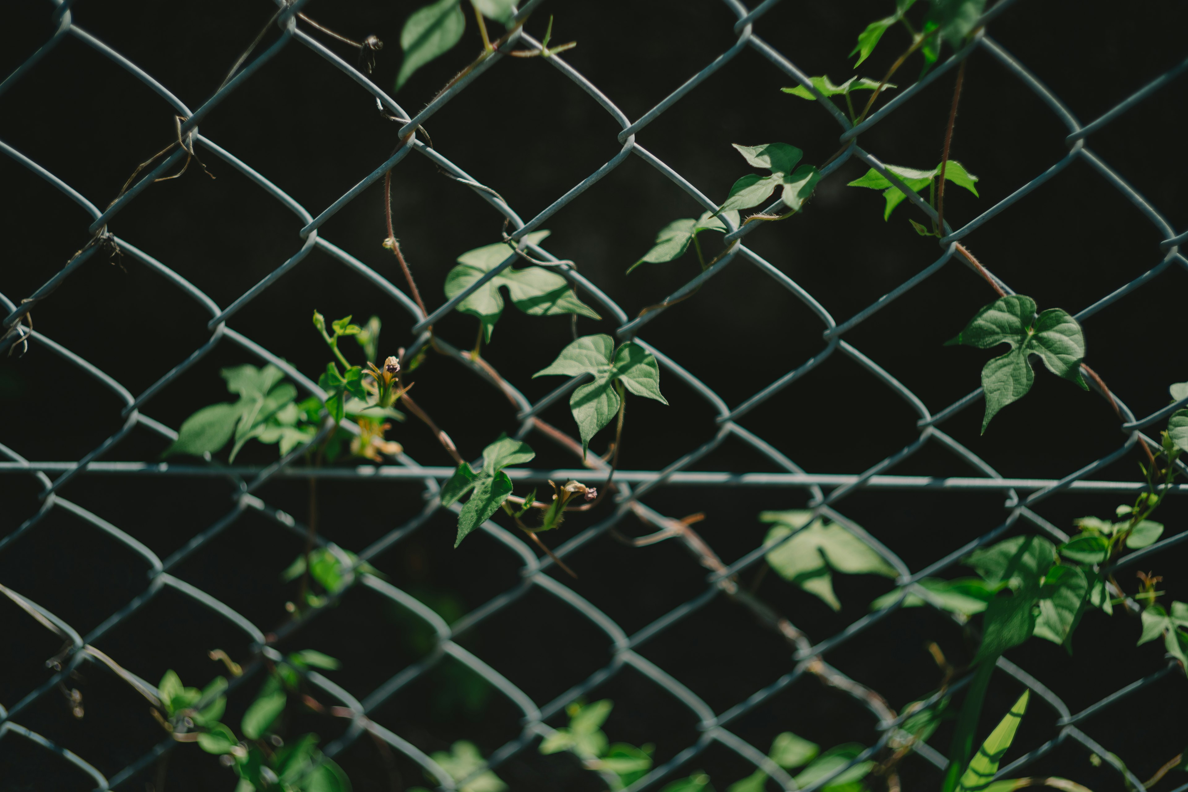 Close-up of a chain-link fence with green leaves intertwined