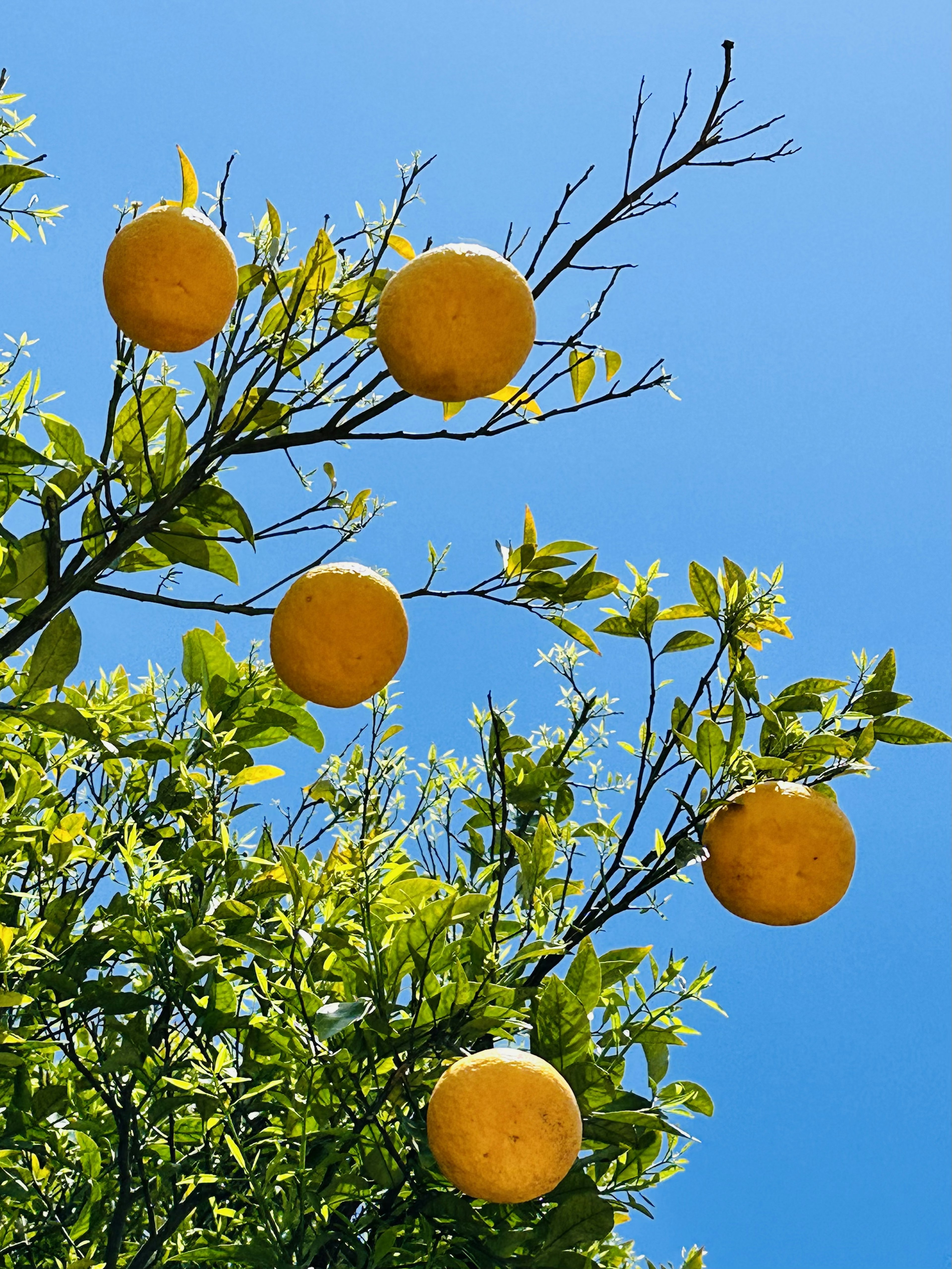 Tree branches with yellow citrus fruits against a blue sky