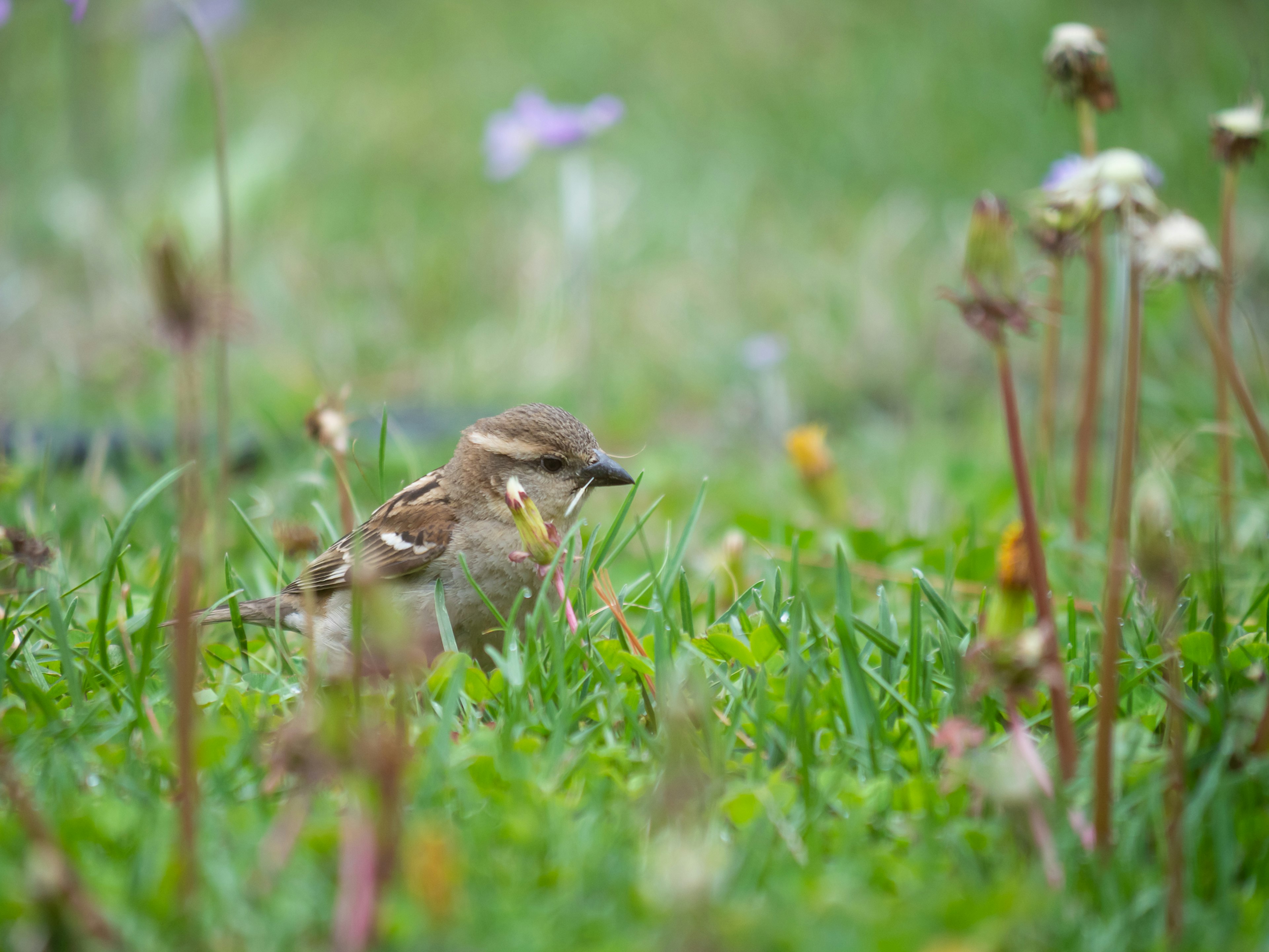 Moineau cherchant de la nourriture dans l'herbe parmi les fleurs sauvages