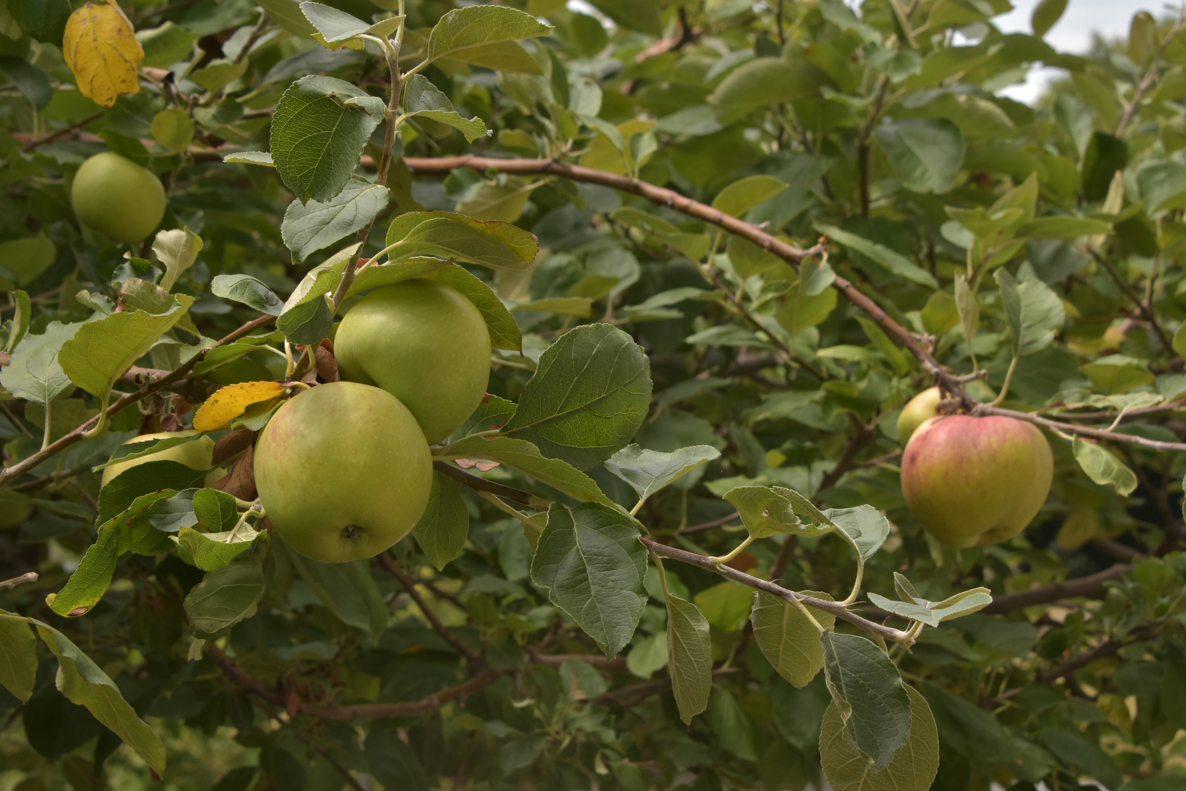 Green and red apples hanging from a branch