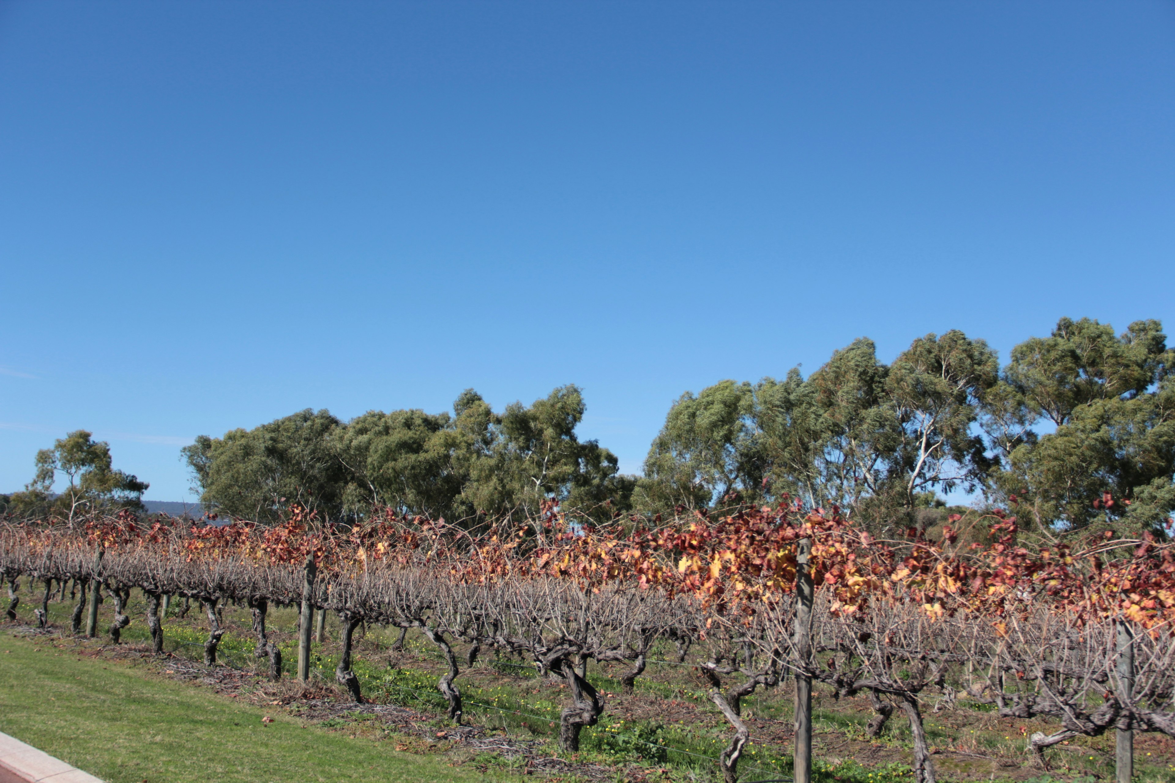 Paesaggio di vigneti con alberi sotto un cielo blu chiaro