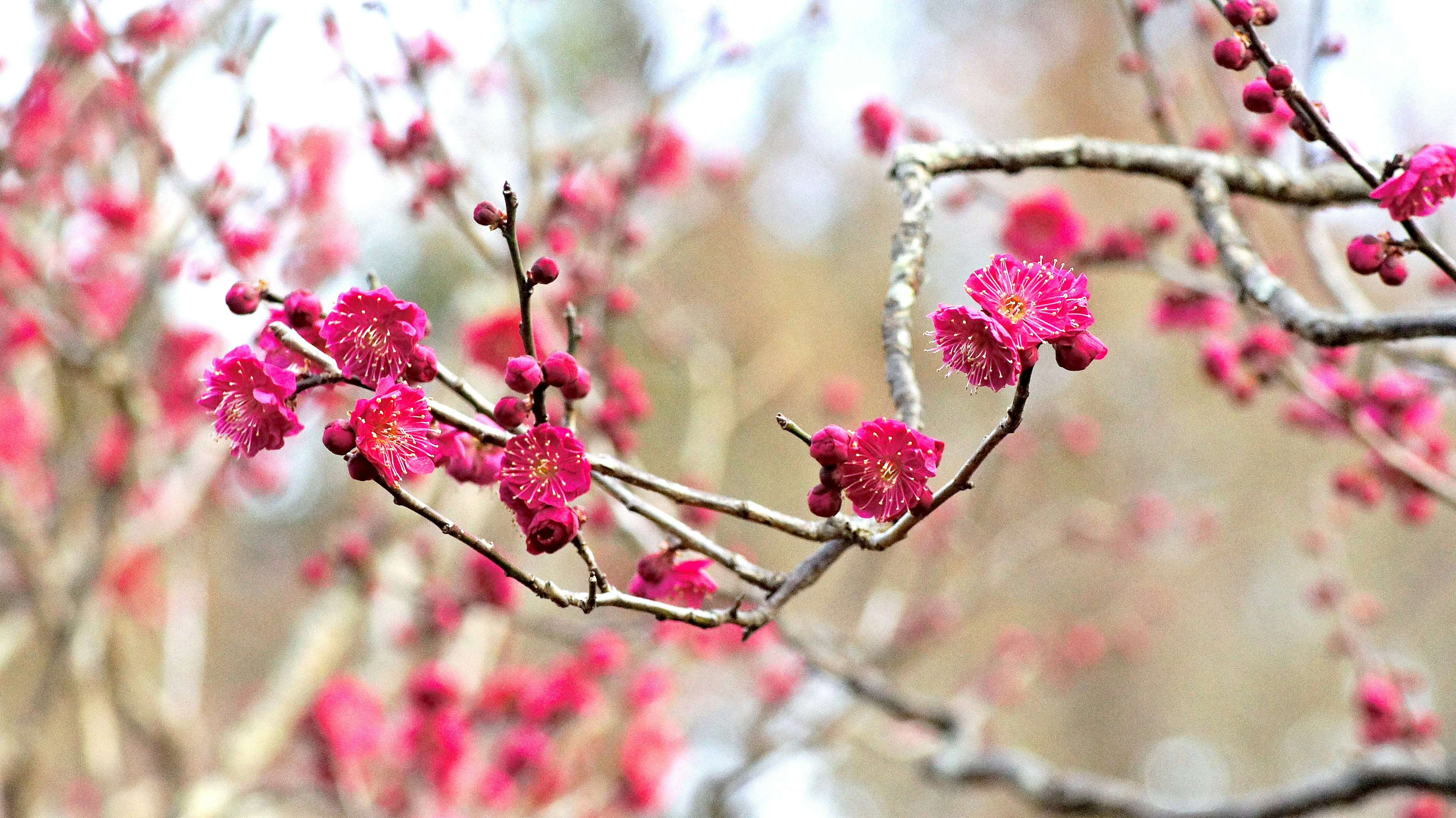 ภาพใกล้ของกิ่งก้านที่มีดอกไม้สีชมพูบาน