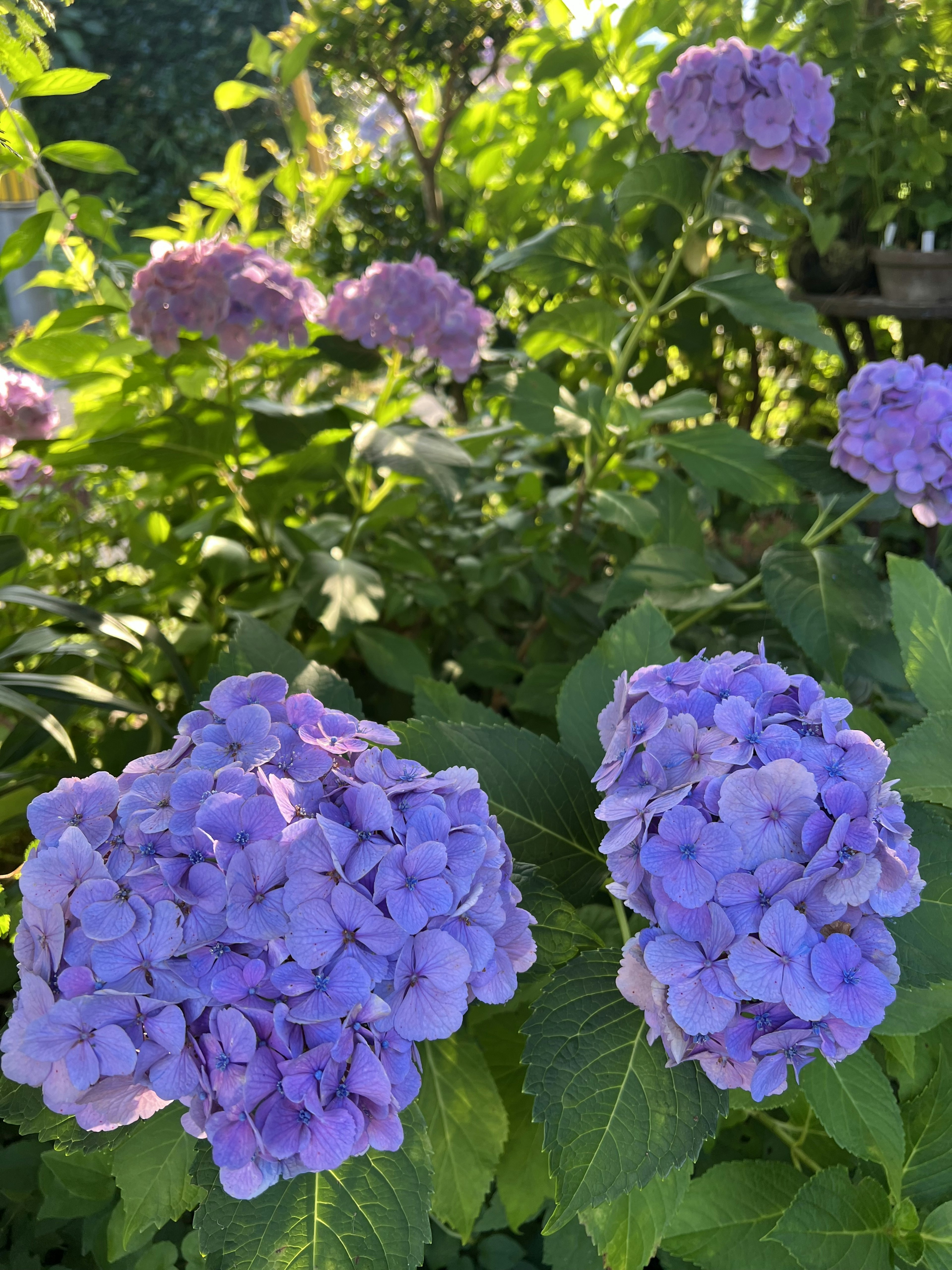 Pemandangan taman dengan bunga hydrangea ungu yang mekar