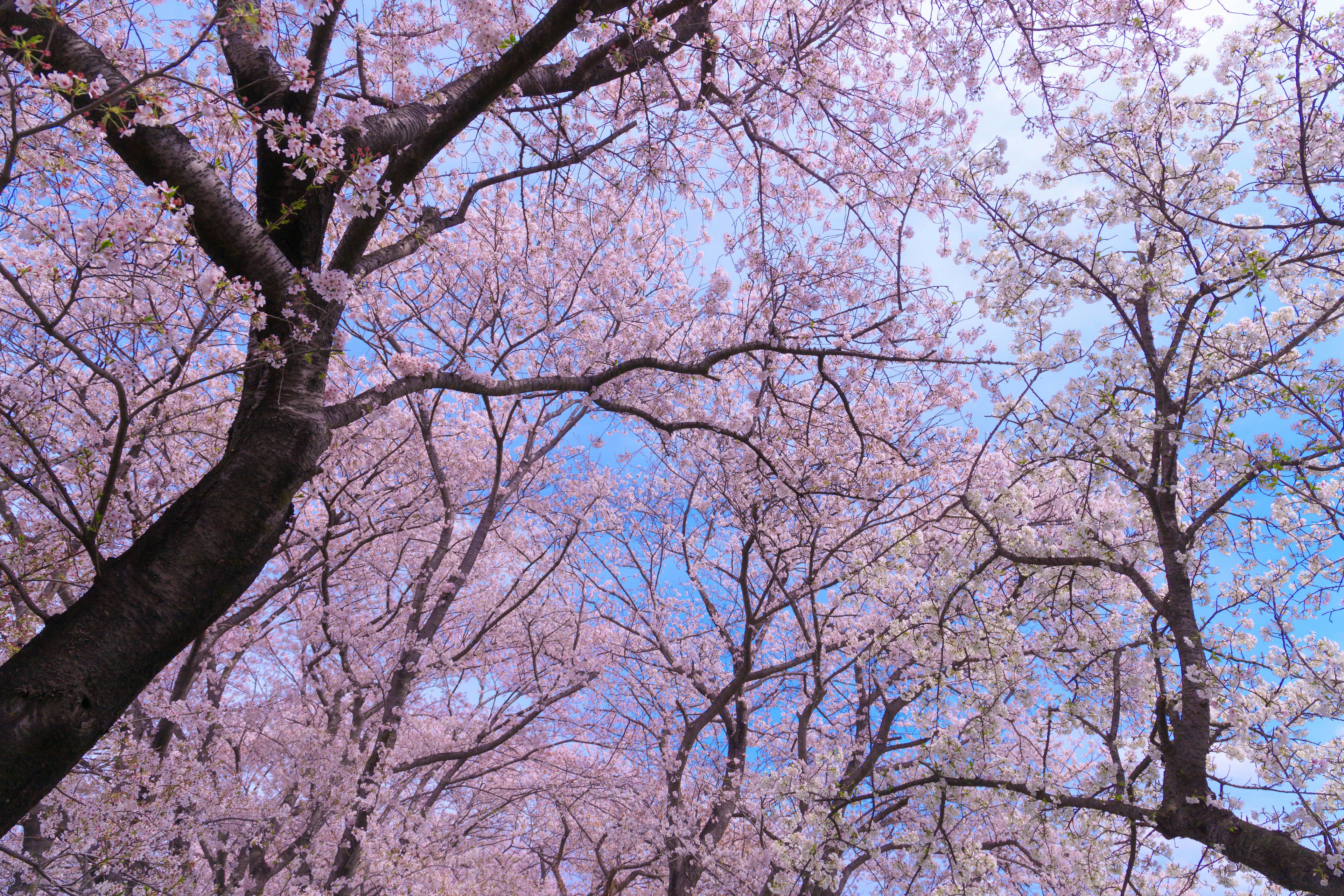 Pohon sakura yang berbunga dengan bunga merah muda di latar belakang langit biru