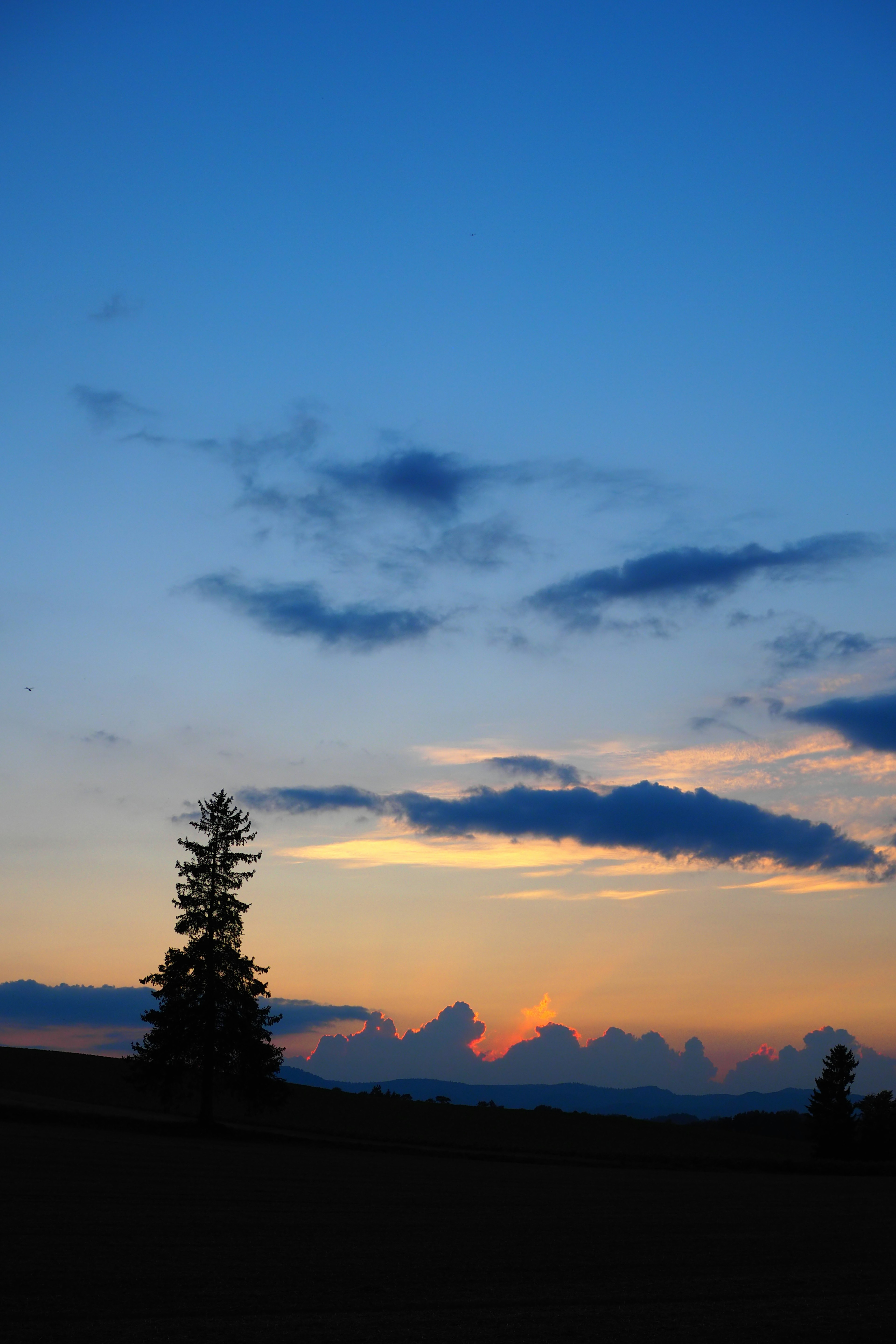 Silhouette d'un arbre contre un ciel bleu et un coucher de soleil