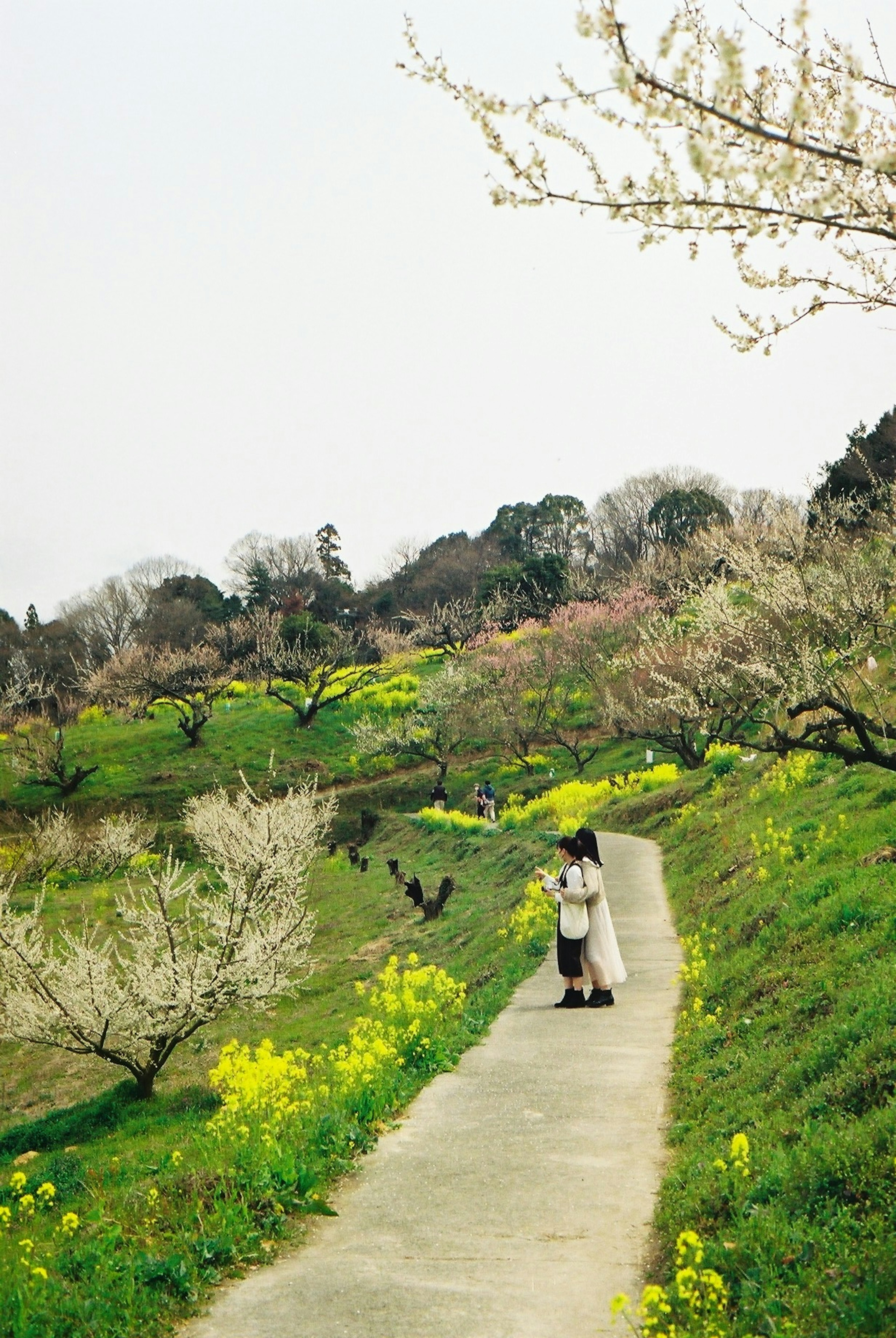 桜と菜の花が咲く道を歩く女性の後ろ姿