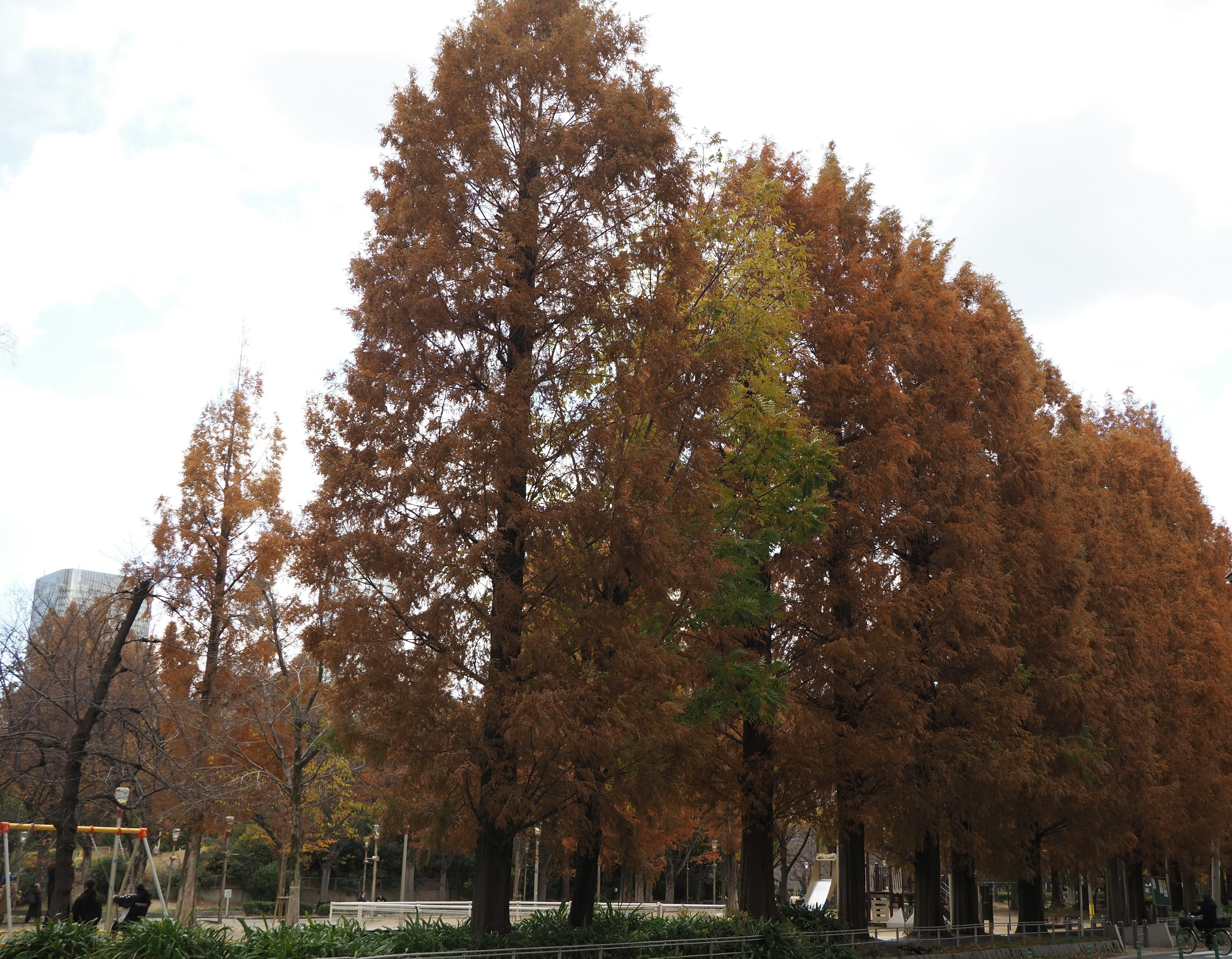 Fila di alberi alti con colori autunnali e un albero verde in evidenza