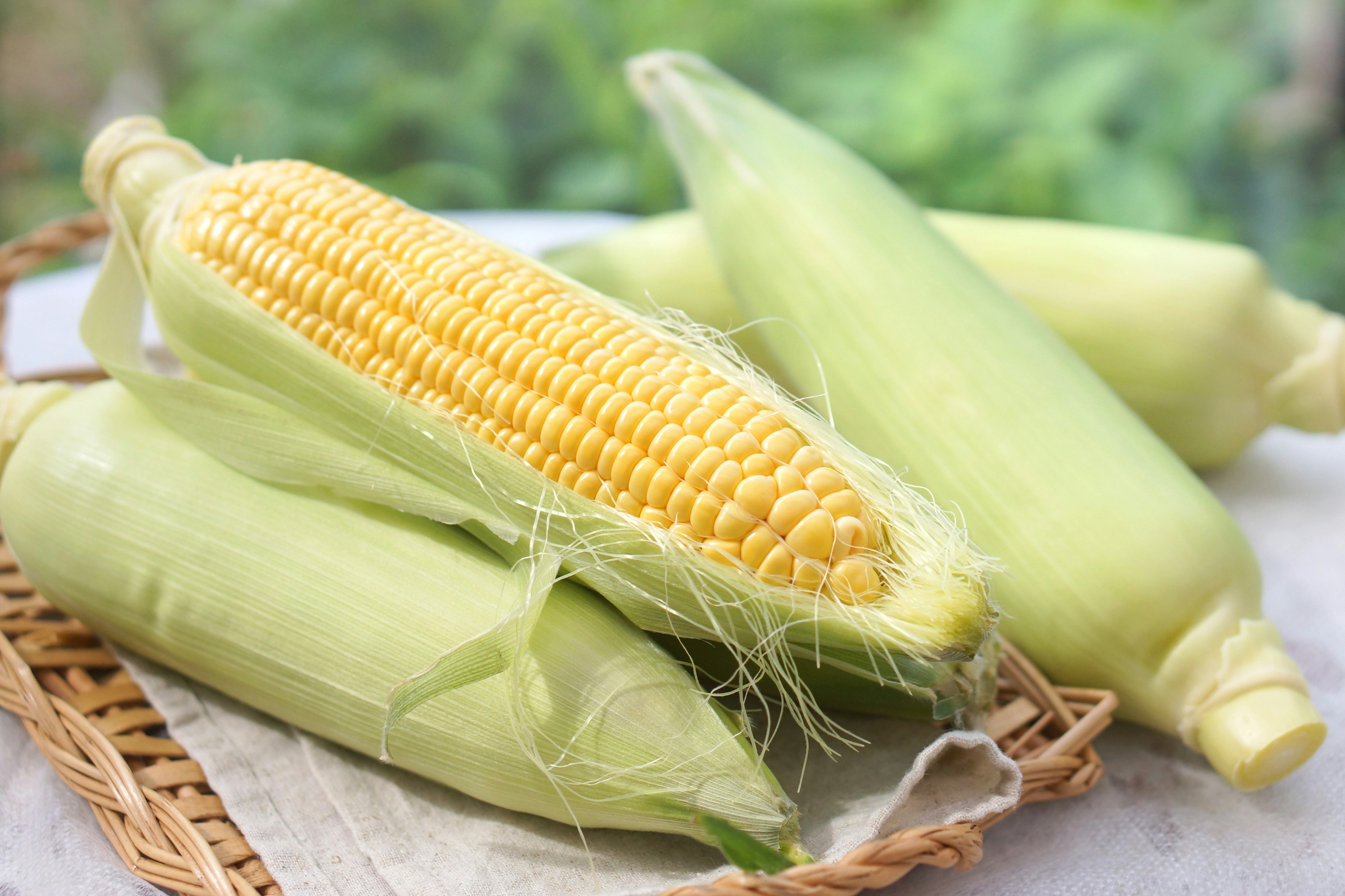 Fresh corn on the cob arranged in a wicker basket