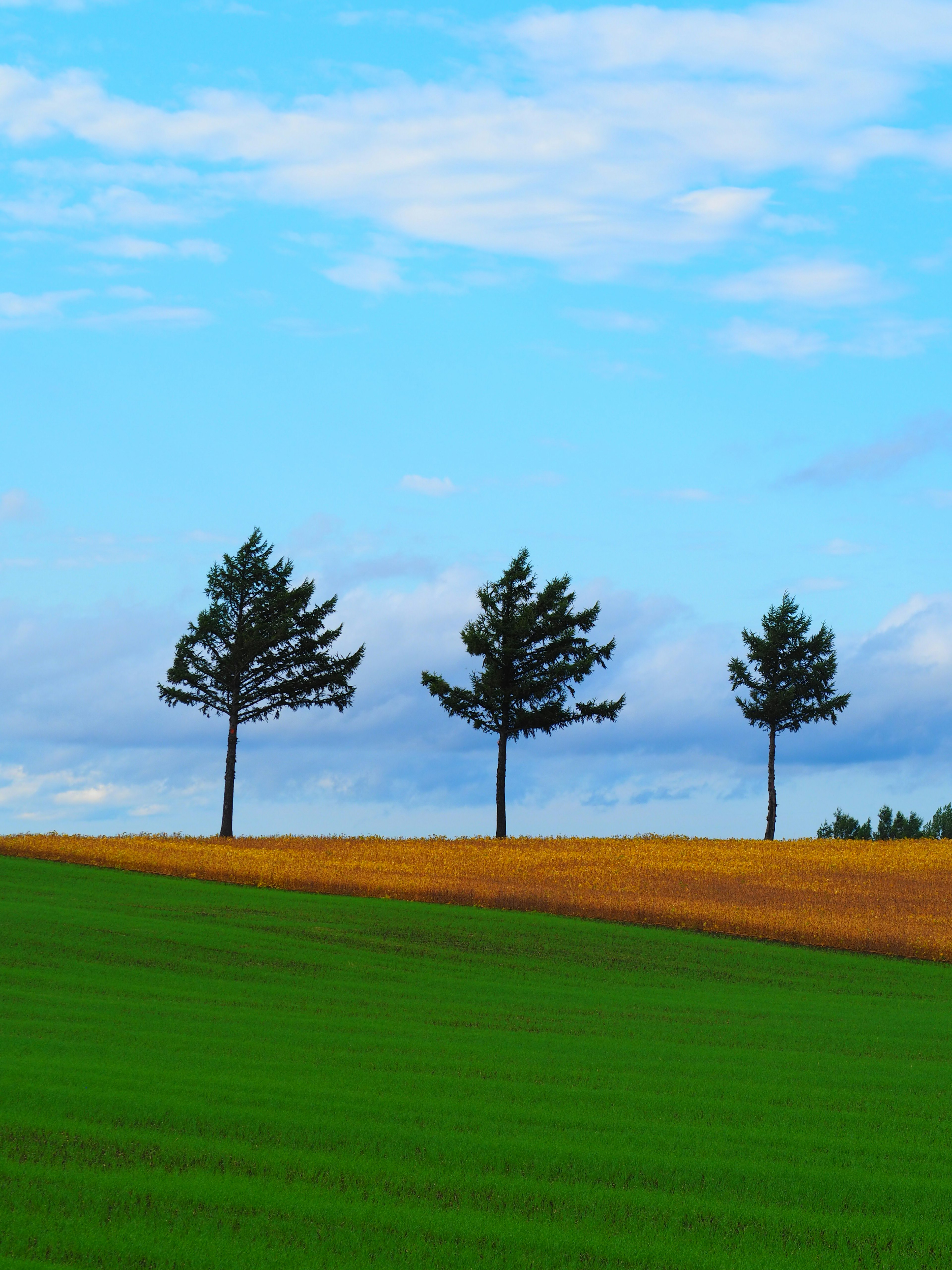 Drei Bäume silhouettiert vor einem blauen Himmel und einem grünen Feld