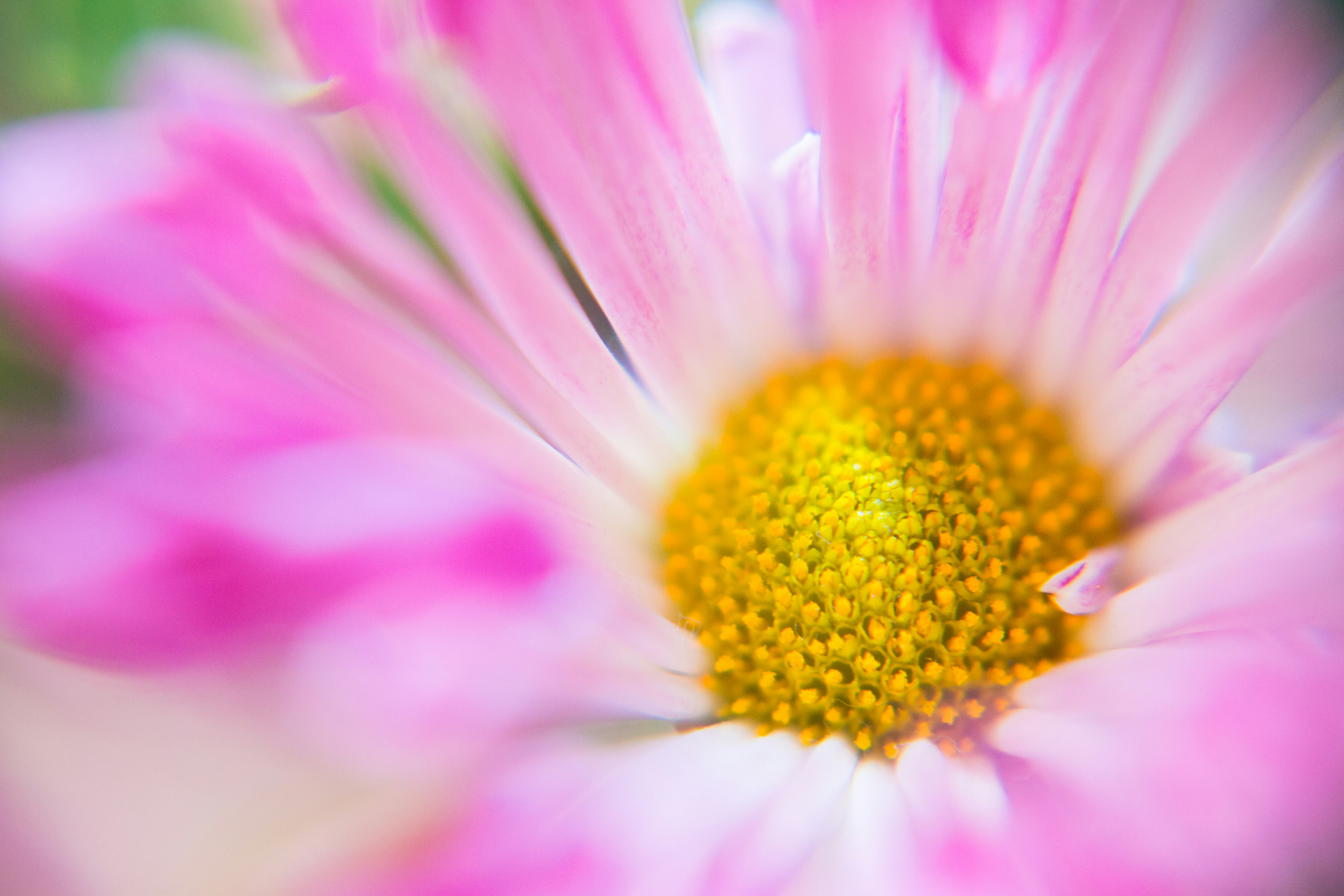 Primer plano de una flor rosa con un centro amarillo