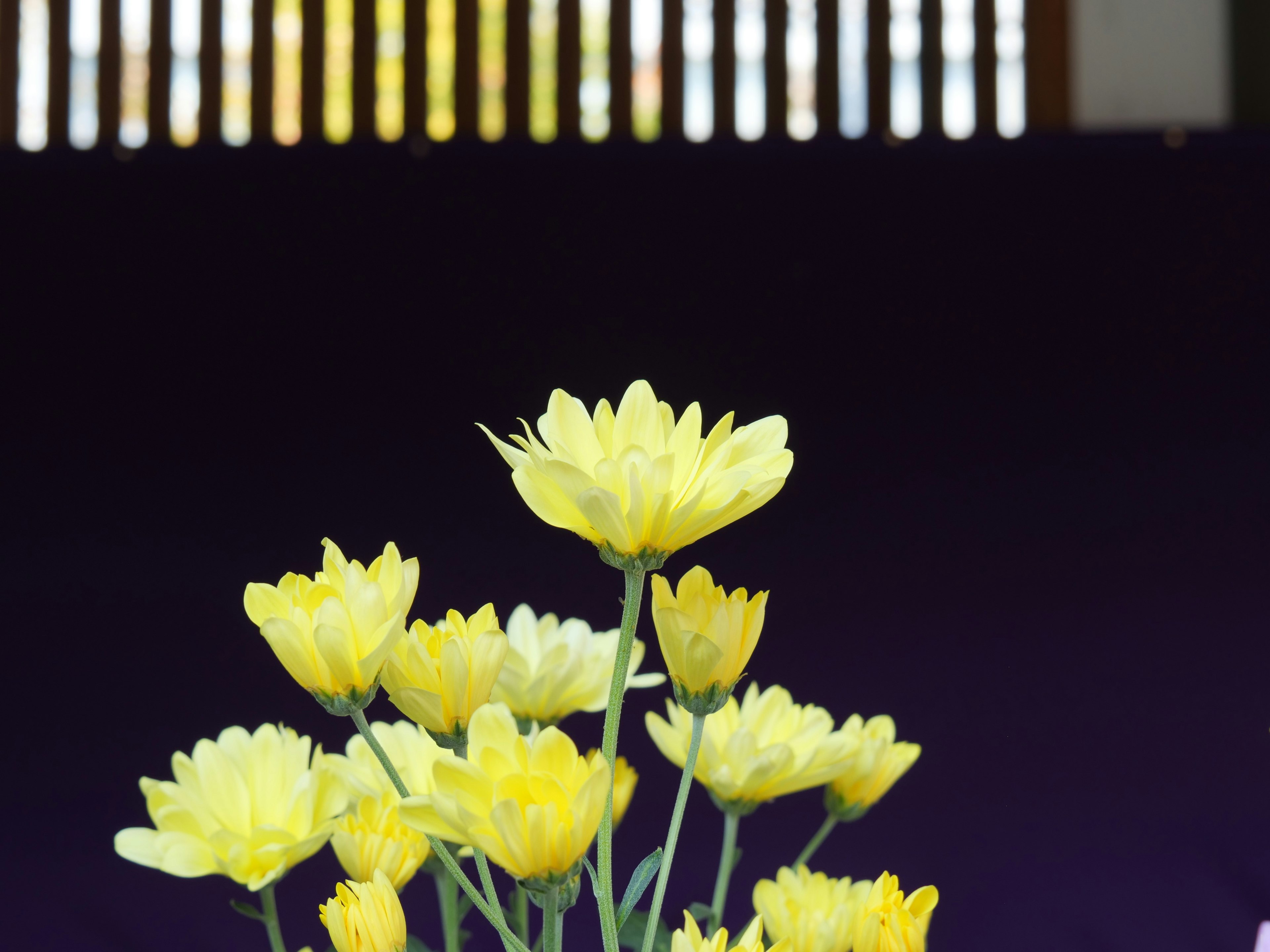 Ein Strauß gelber Blumen vor einem lila Hintergrund mit vertikalen Linien