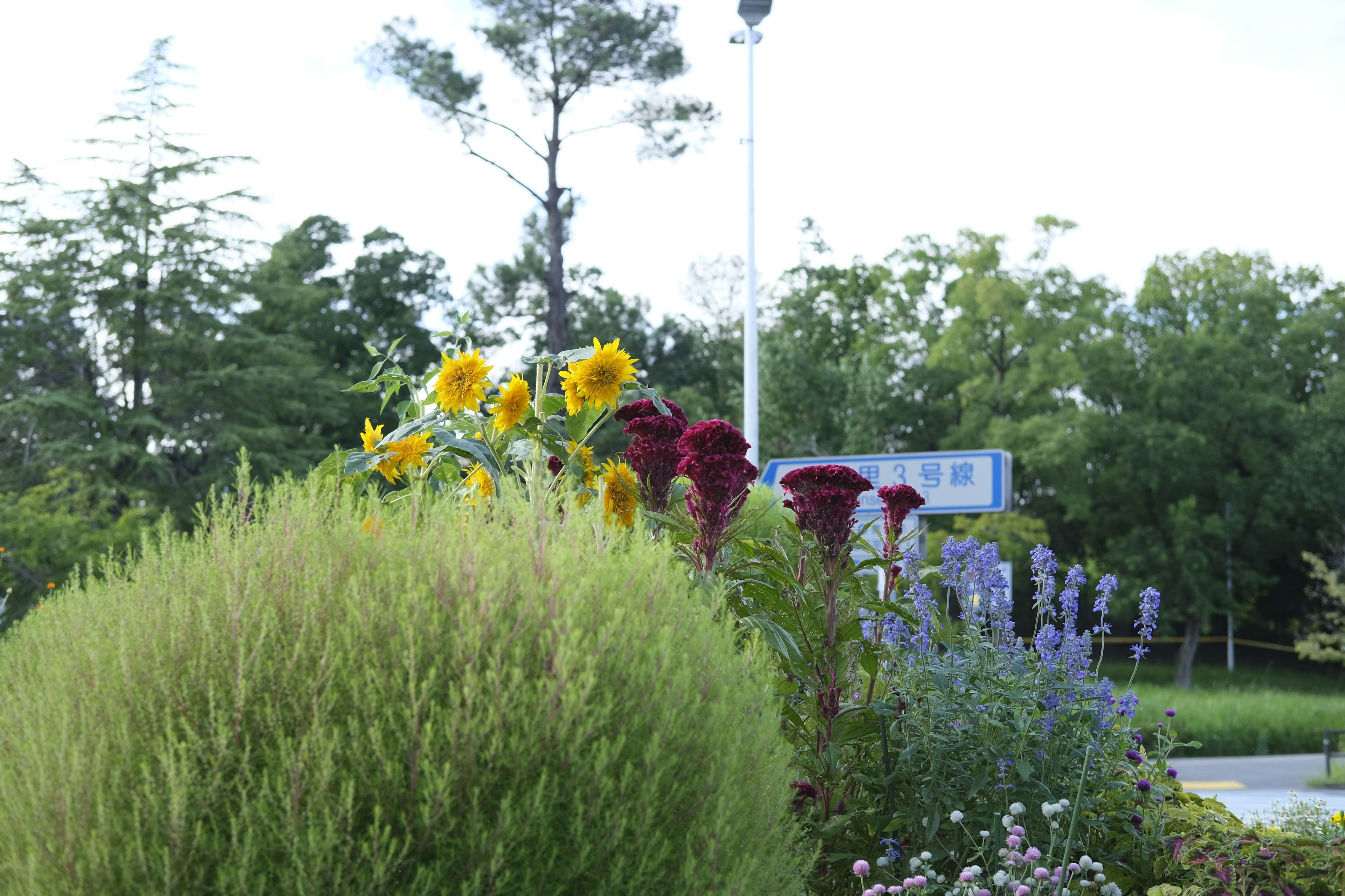 Una scena di giardino vibrante con fiori colorati tra cui girasoli e fiori rossi