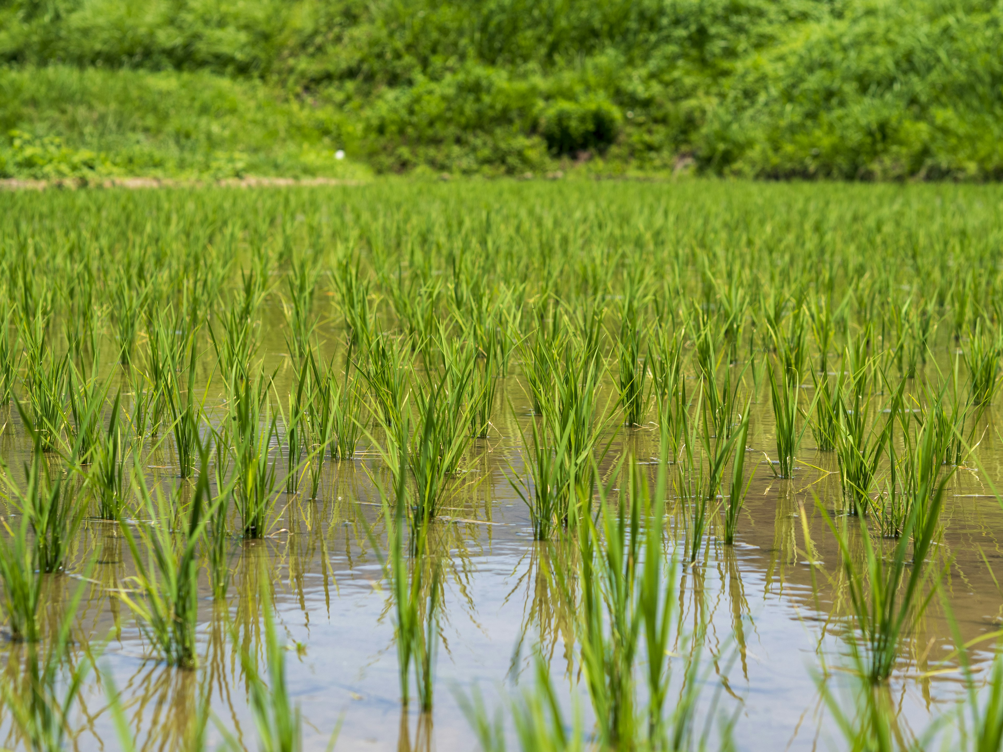 Plántulas de arroz verdes en un campo de arroz inundado