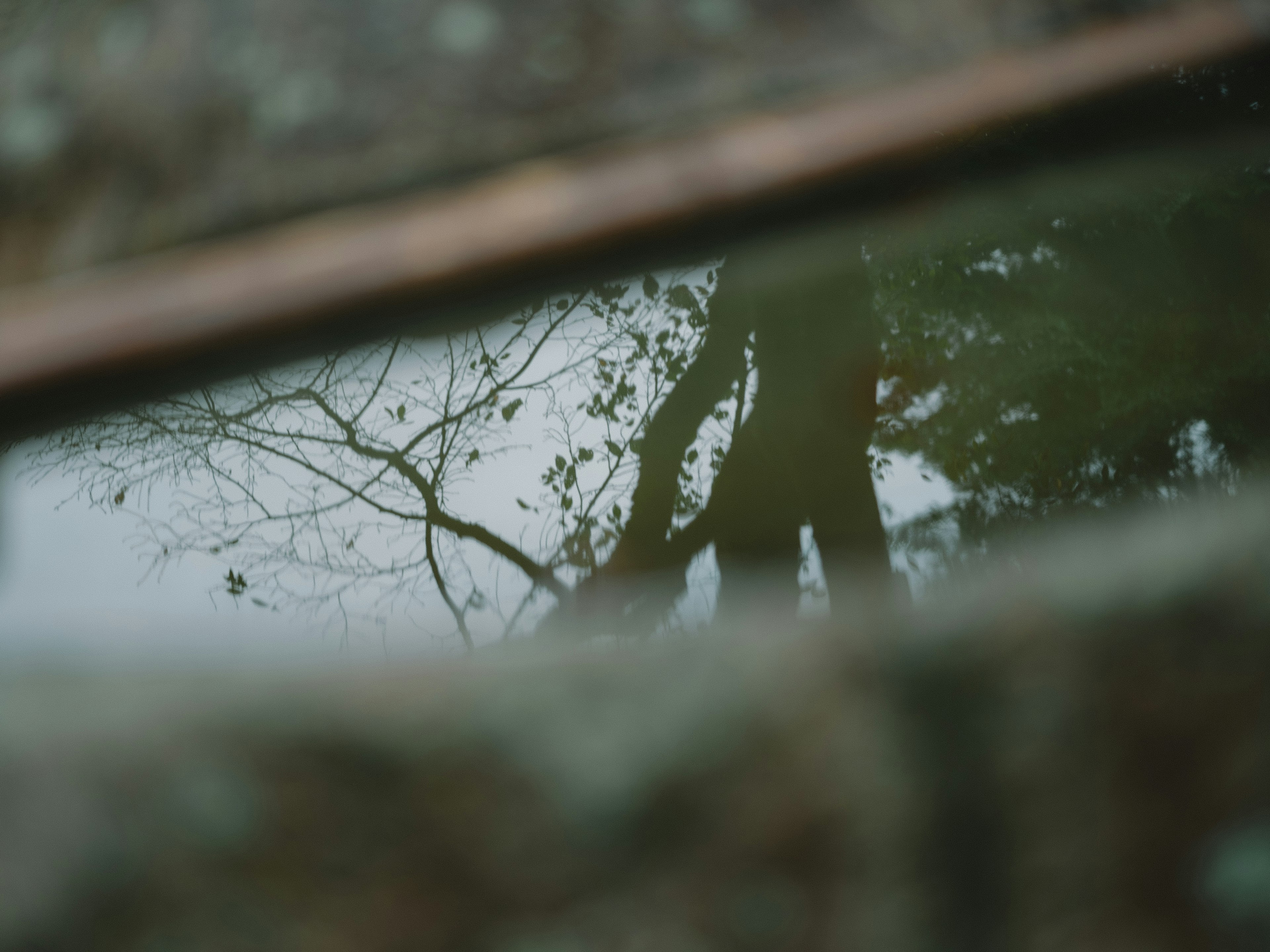 Reflet des arbres et d'une personne dans une flaque d'eau