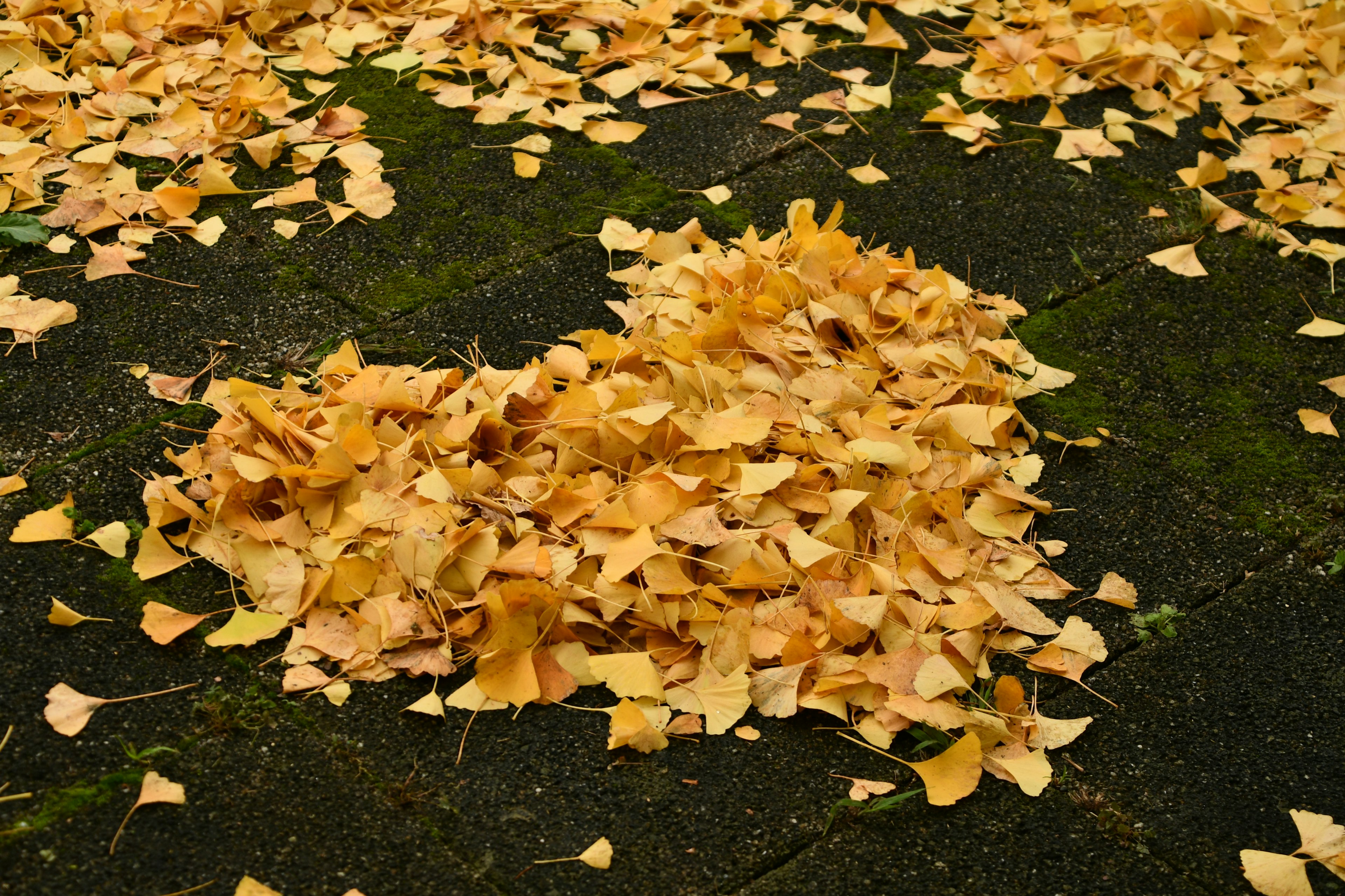 A heart shape made of yellow leaves on the ground