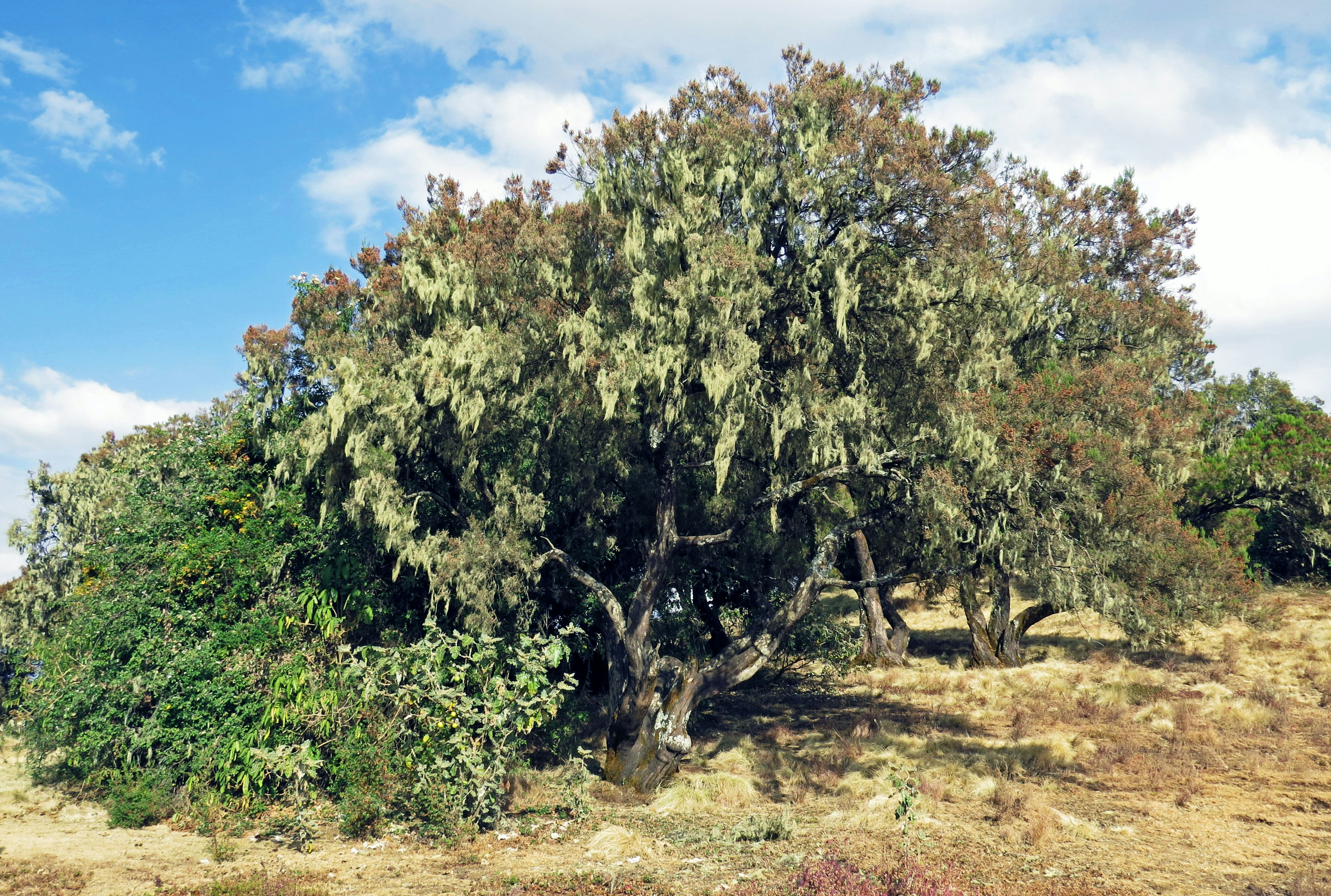 Ein großer Baum mit herabhängendem Moos unter einem blauen Himmel umgeben von grüner Vegetation