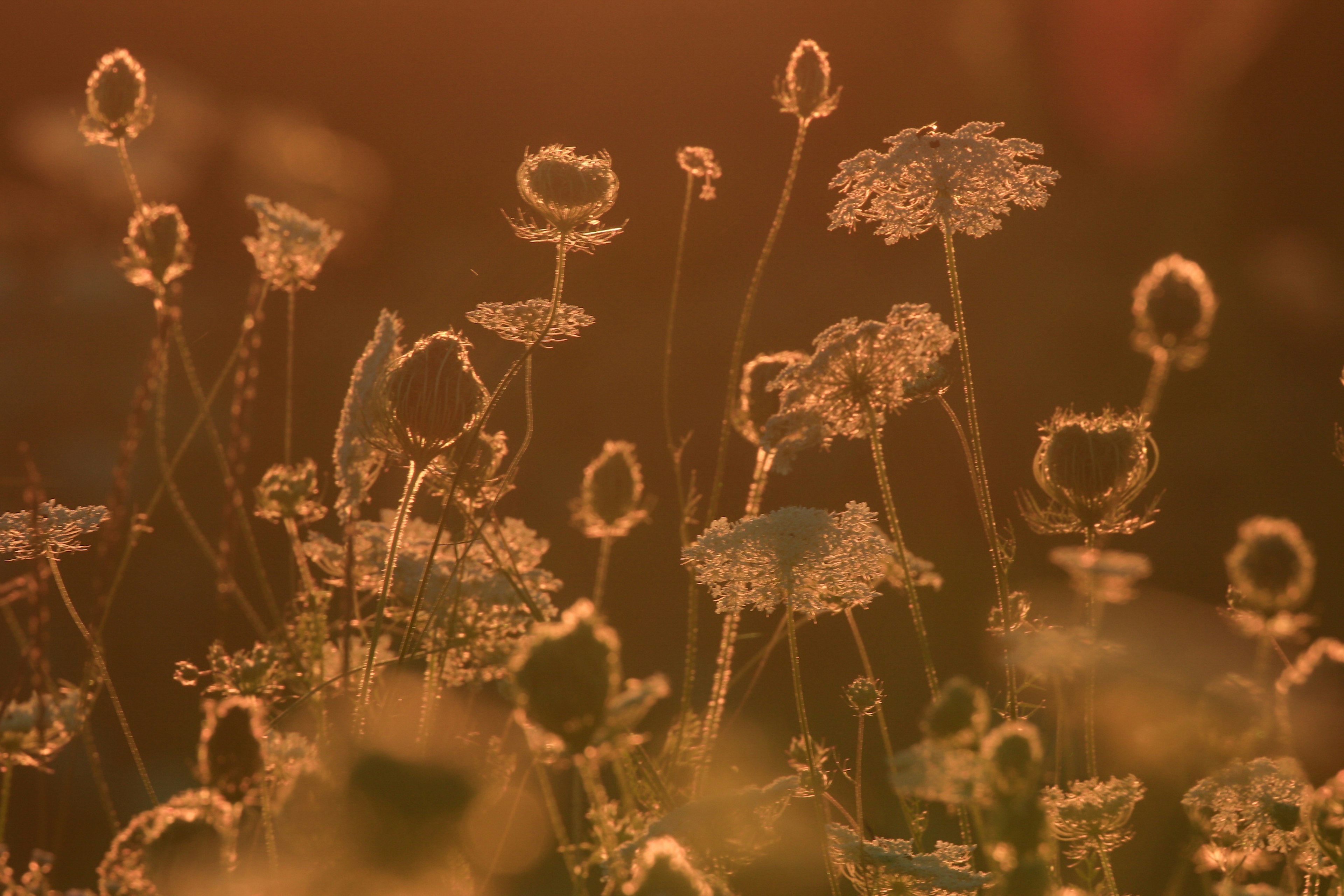 A cluster of wildflowers glowing in the sunset