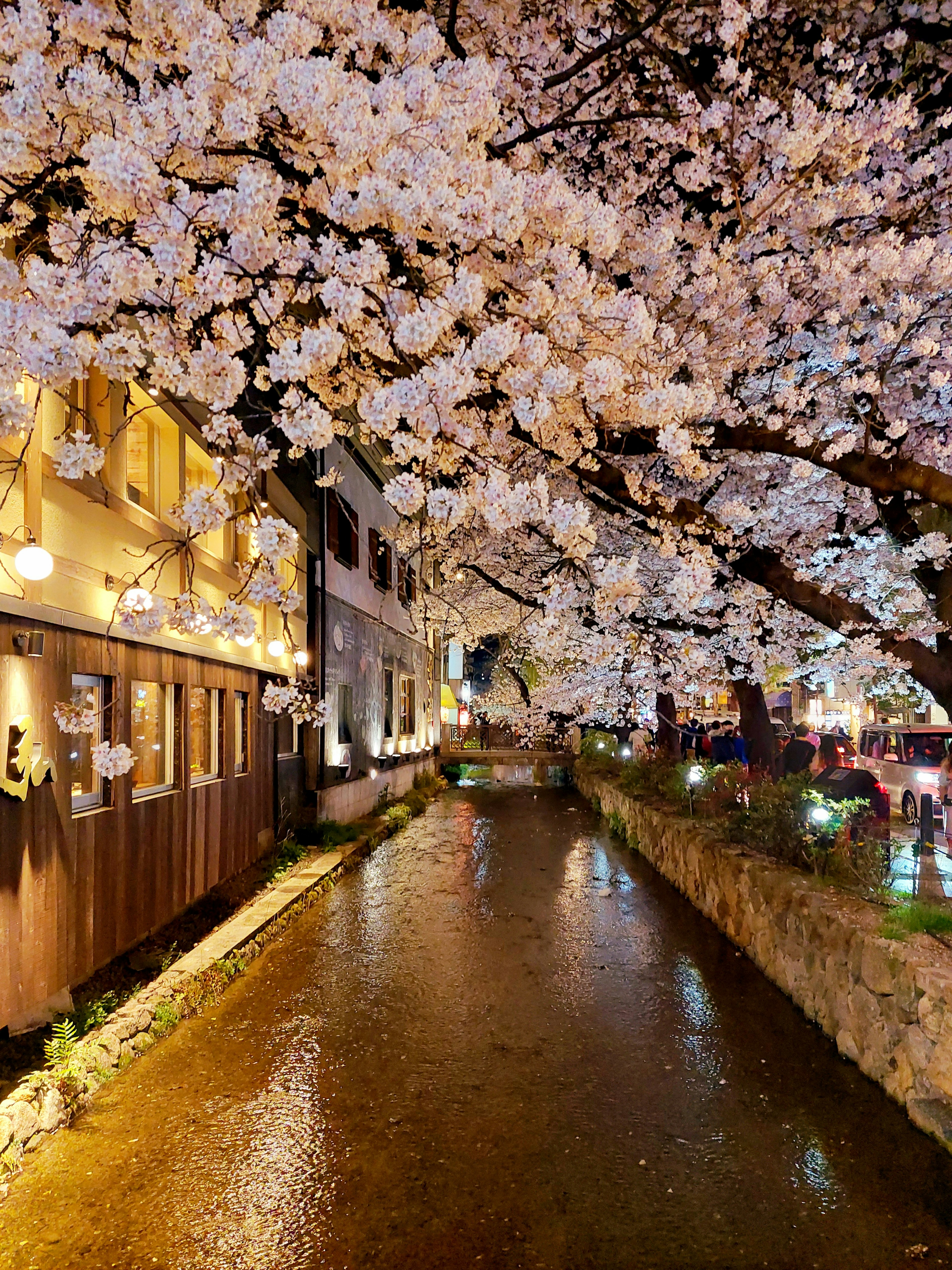 Vista escénica de cerezos a lo largo de un arroyo con edificios iluminados